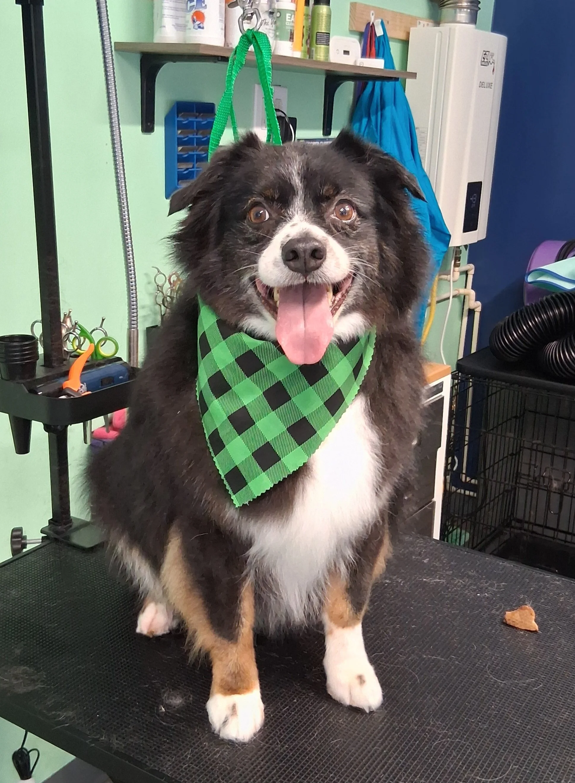 A happy Border Collie dog with brown, black, and white fur, wearing a green and black checkered bandana, sitting on a grooming table in a pet grooming salon.