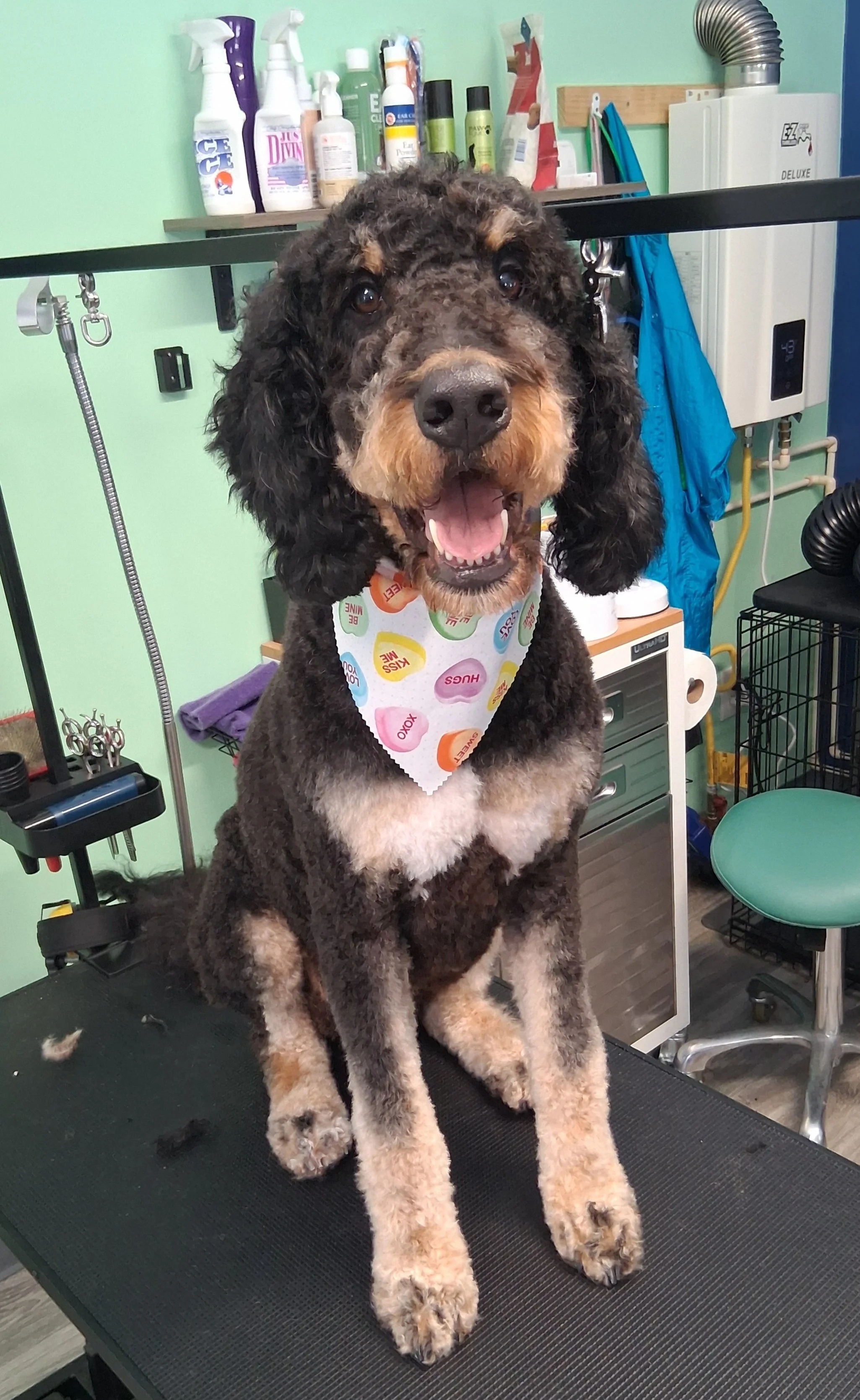 A happy black and tan dog with curly fur sitting on a grooming table, wearing a colorful bandana with pet-related words, in a pet grooming station.