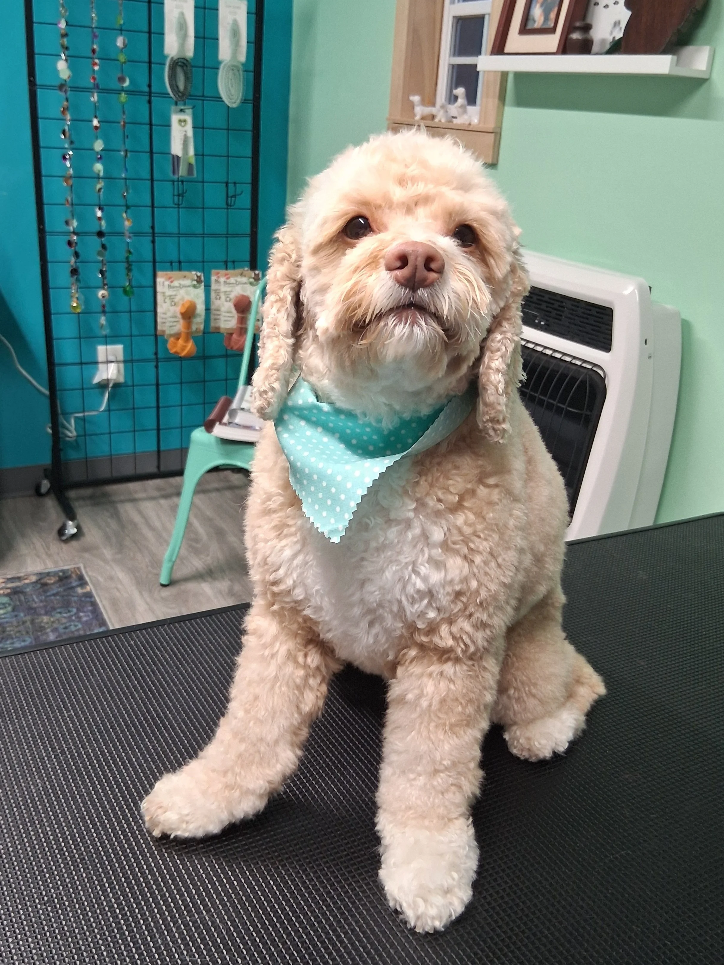 A fluffy beige dog with long ears and a blue polka dot bandana sitting on a grooming table in a pet grooming salon.