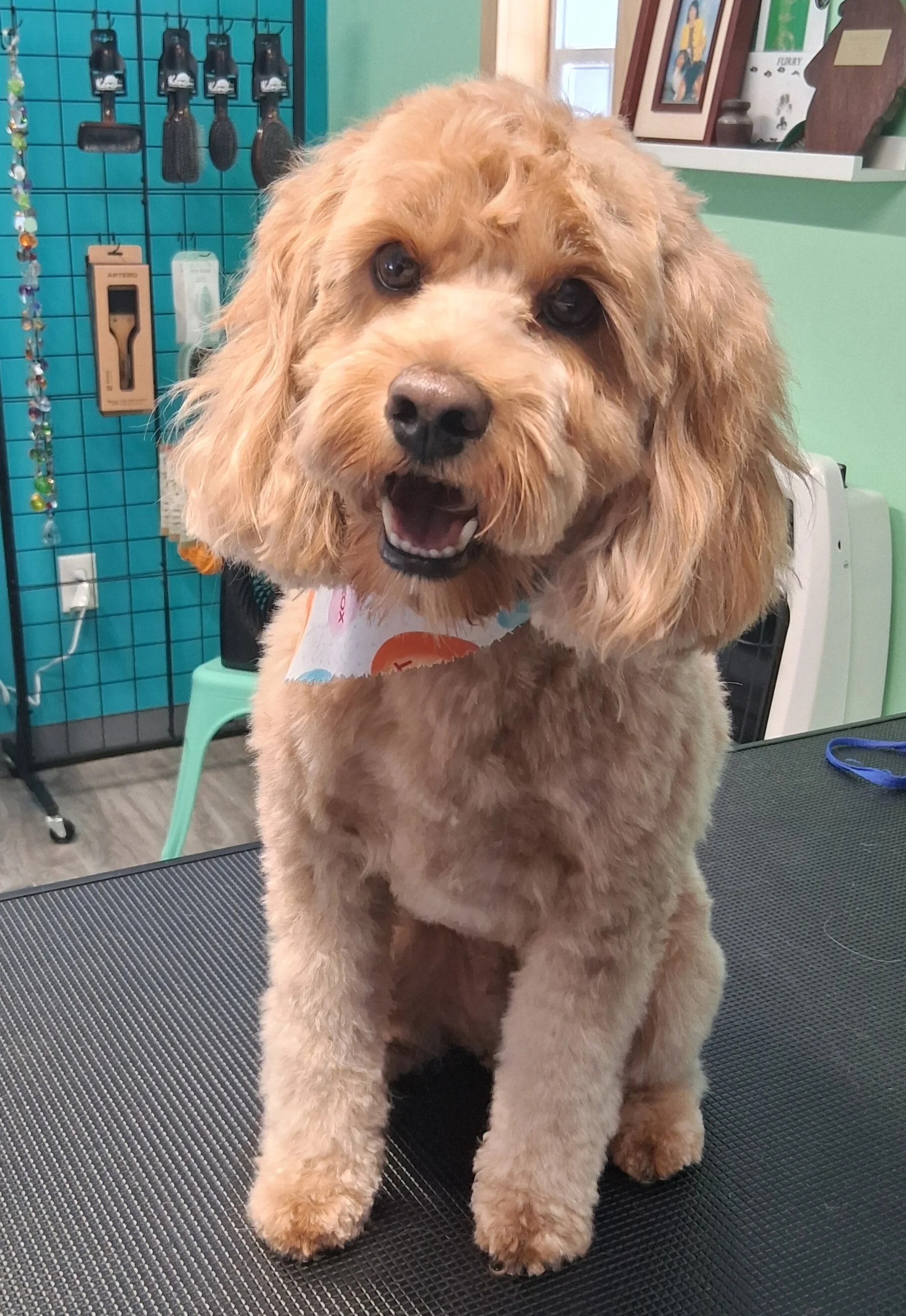 A happy light brown poodle with a fluffy coat sitting on a grooming table in a pet grooming salon, wearing a colorful bandana.