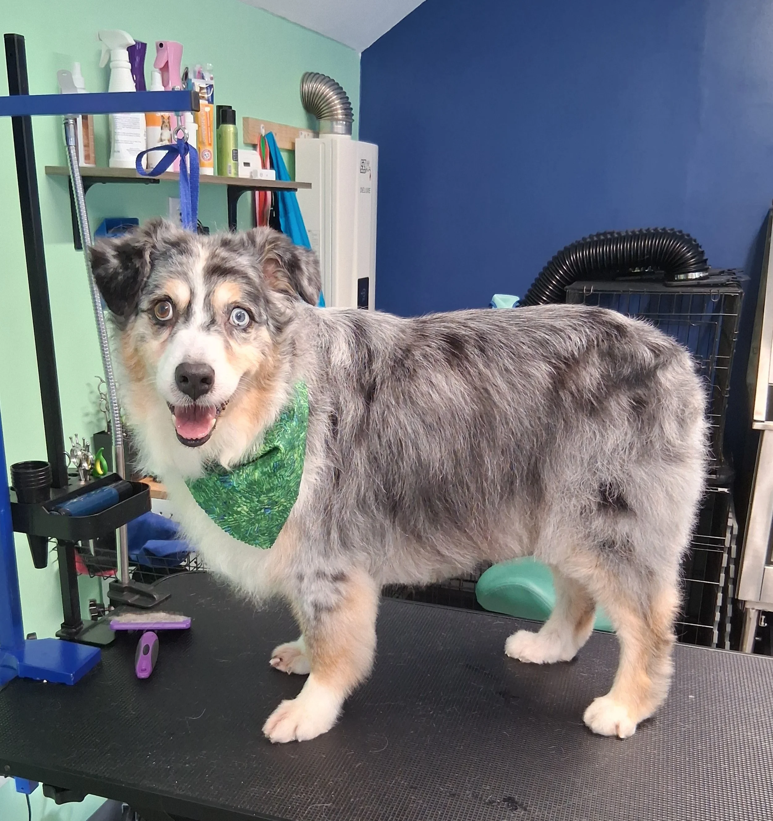 A happy Australian Shepherd dog with blue eyes, wearing a green bandana, standing on a grooming table in a grooming salon.