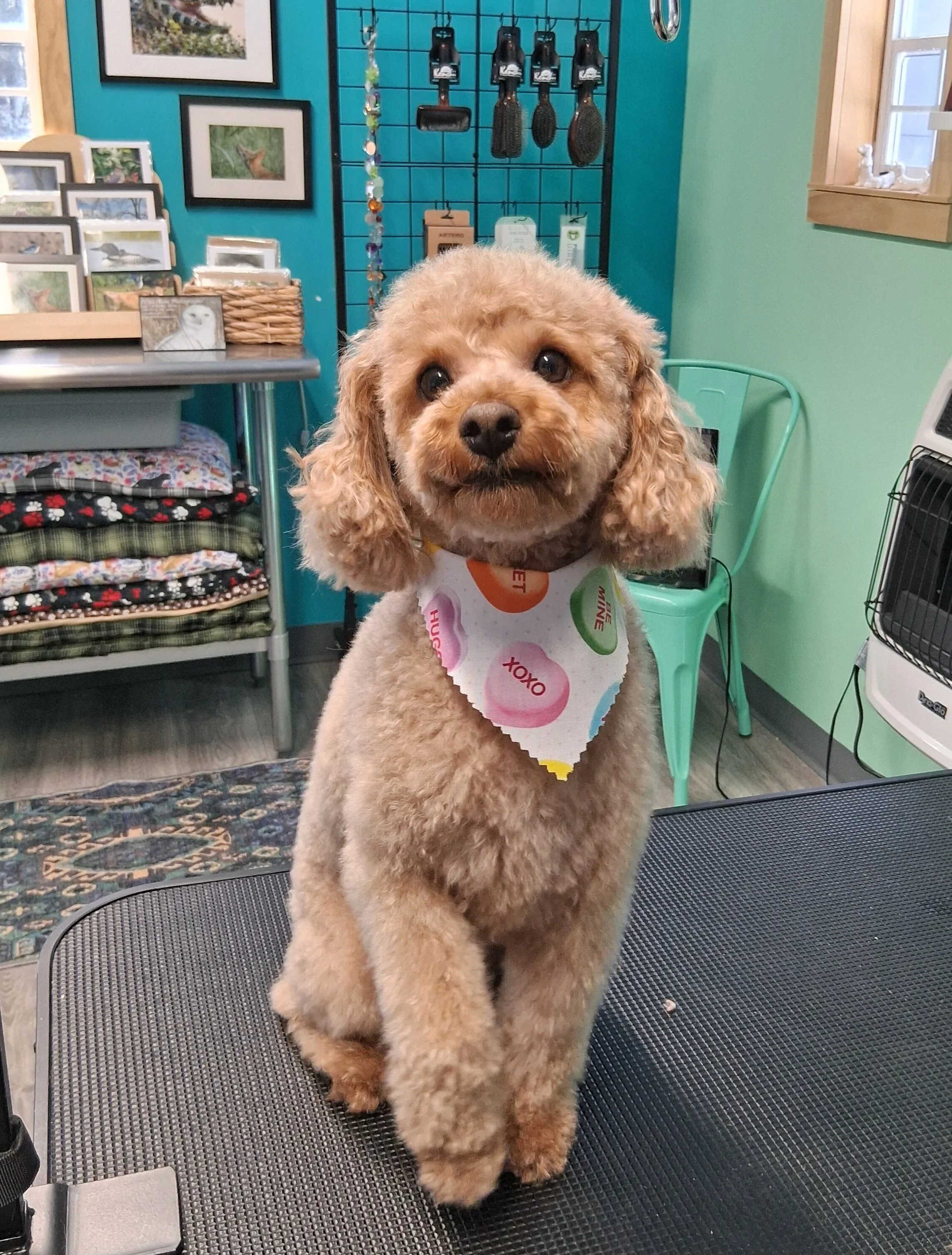 A cute, fluffy tan-colored dog with curly fur, sitting on a grooming table in a pet grooming shop, wearing a colorful bandana with candy illustrations.