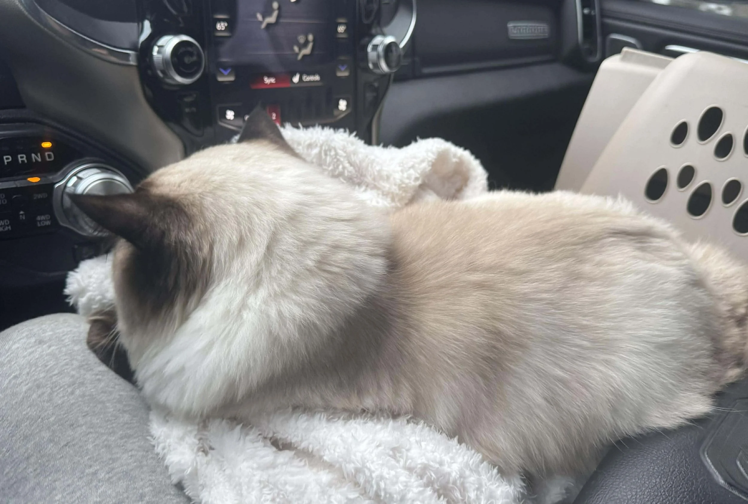 A Siamese cat sleeping on a fluffy white blanket inside a vehicle.