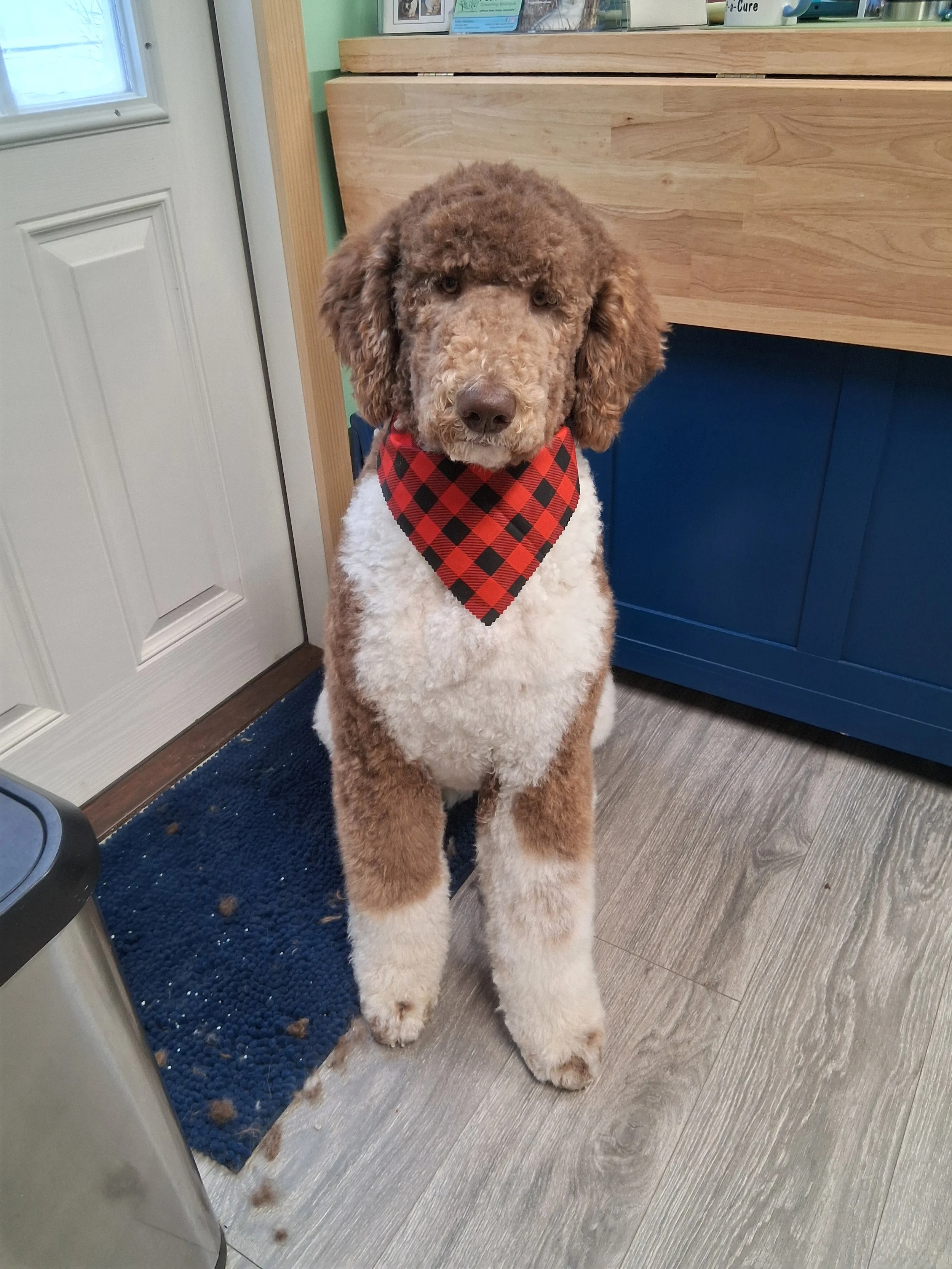 A brown and white poodle mix dog wearing a red and black checkered bandana, sitting indoors on a wooden and blue mat near a door and a wooden counter.
