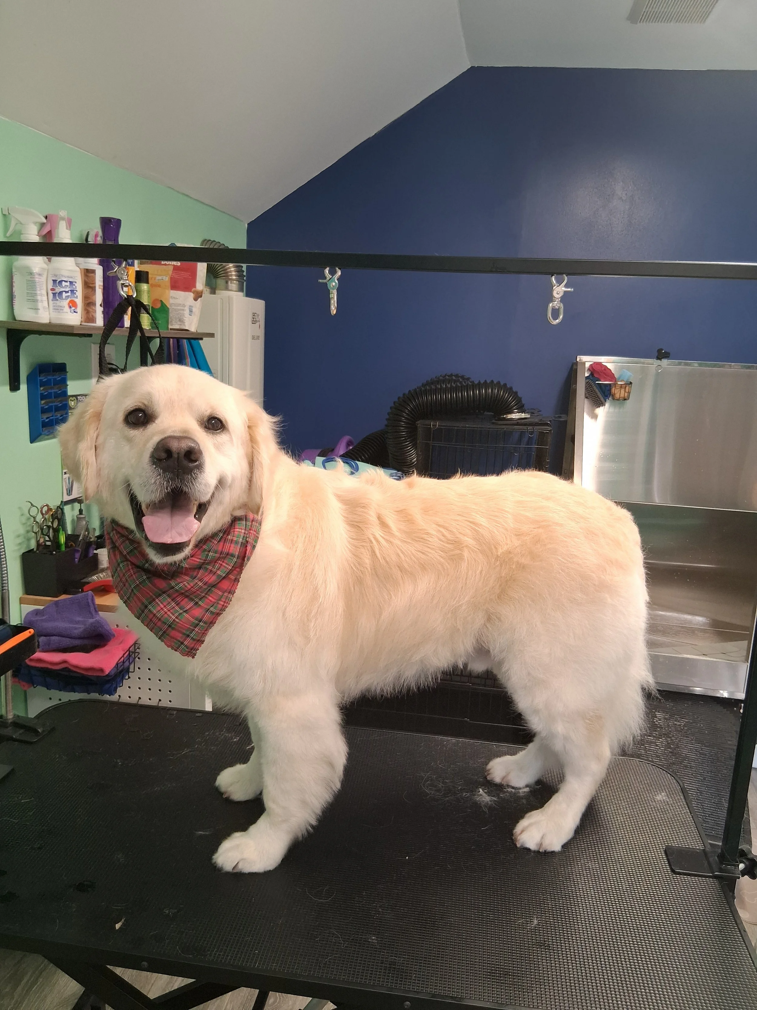 A happy golden retriever dog wearing a red plaid bandana standing on grooming table in a pet grooming salon.