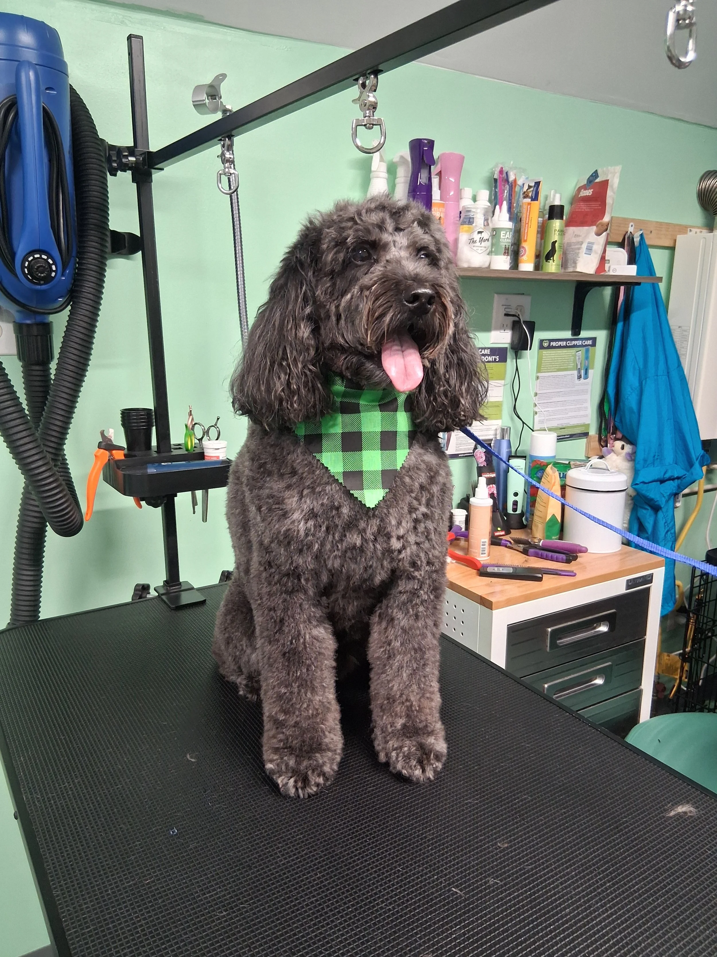 A fluffy black dog with curly fur, wearing a green and black checkered bandana, sitting on a grooming table in a pet grooming salon.