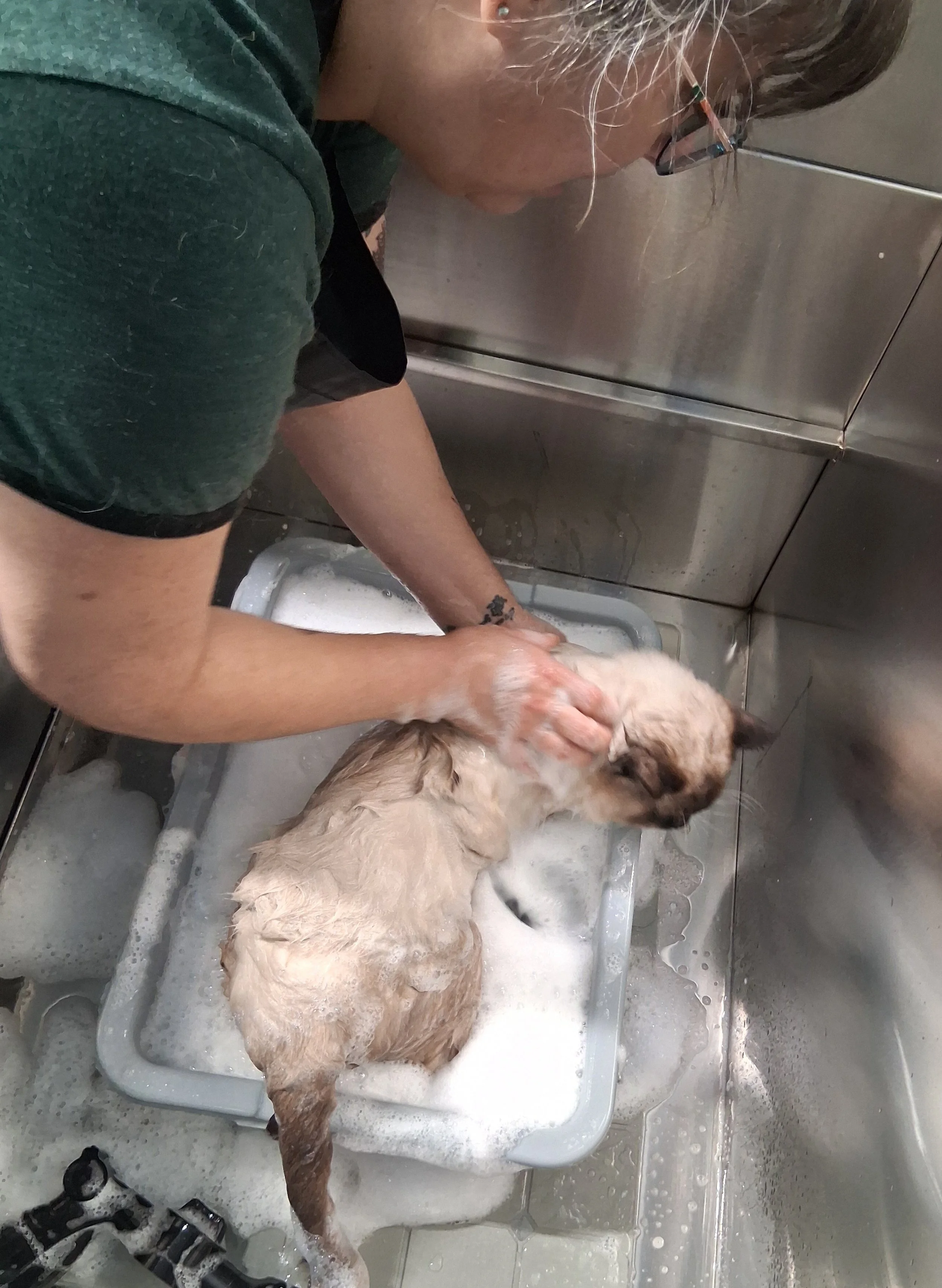 Person bathing a wet dog in a plastic basin with soap suds in a stainless steel pet wash station.