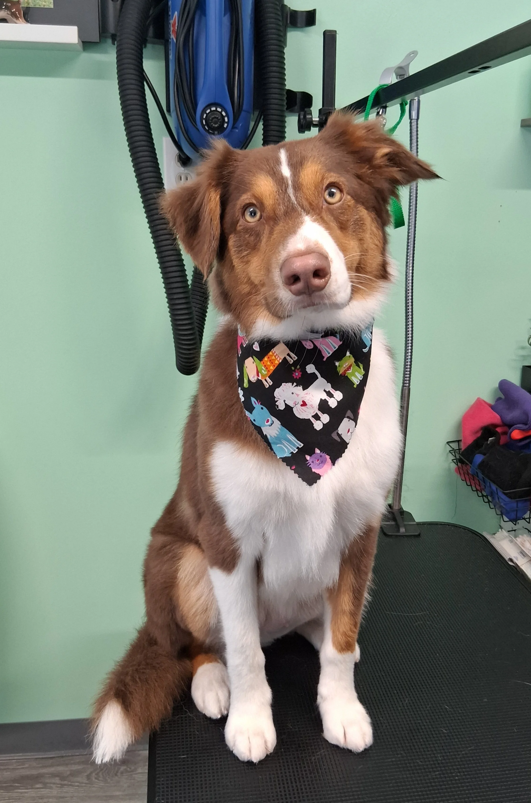 A brown and white dog sitting on a grooming table with a colorful bandana featuring unicorns and other cartoon animals, against a light green wall.