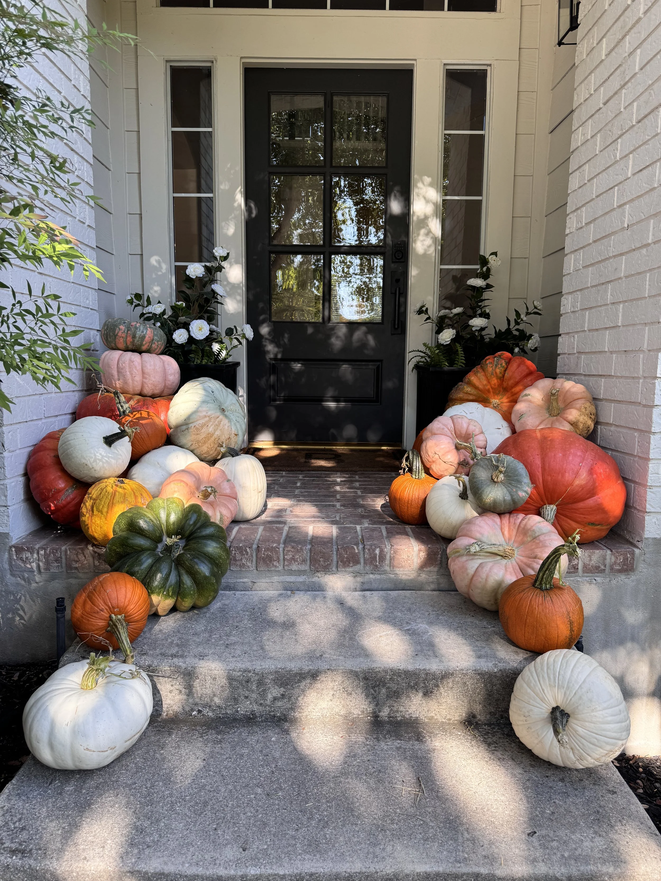 #4 Petite Pumpkin Package