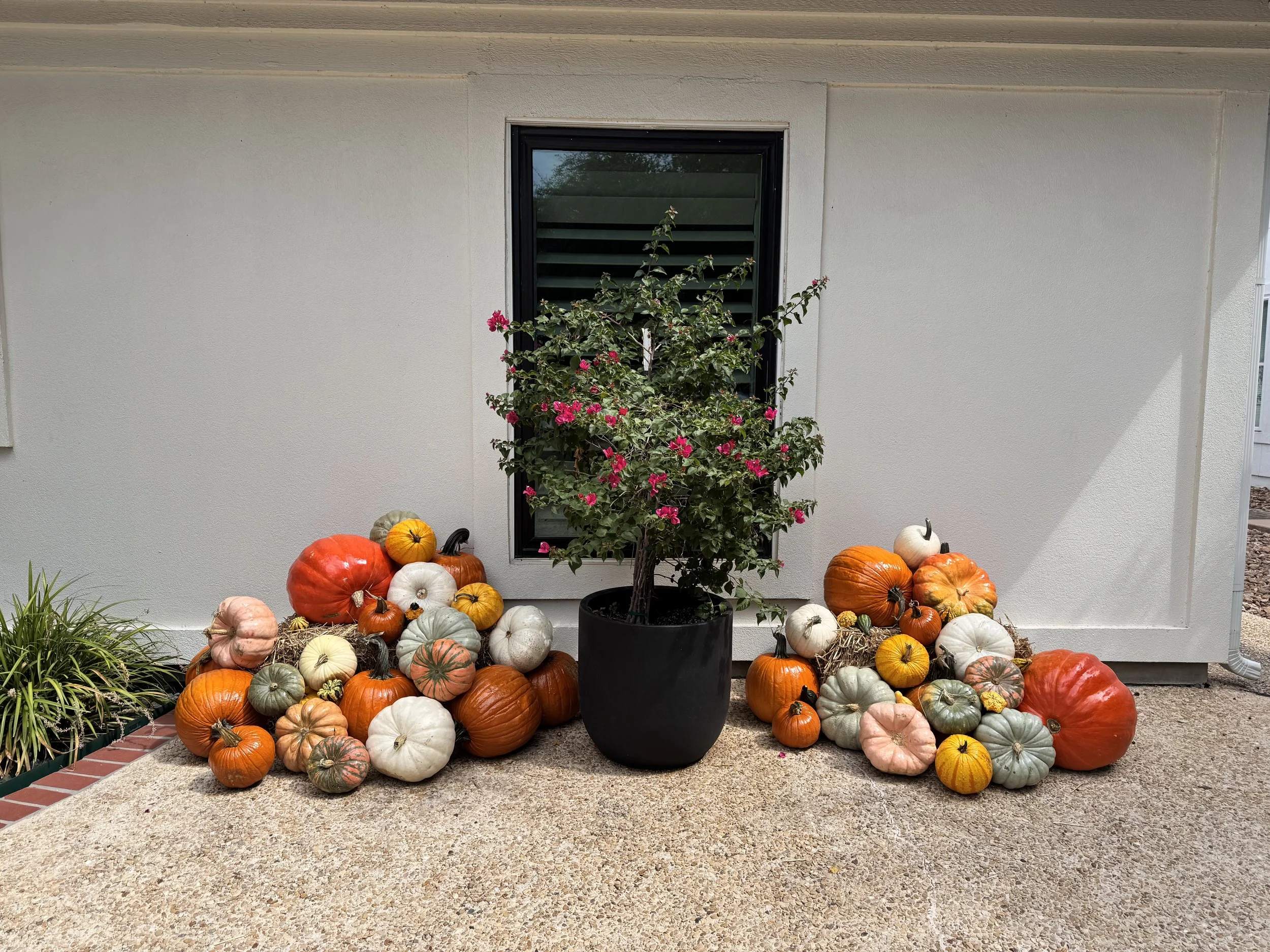#2 Classic Pumpkin Package