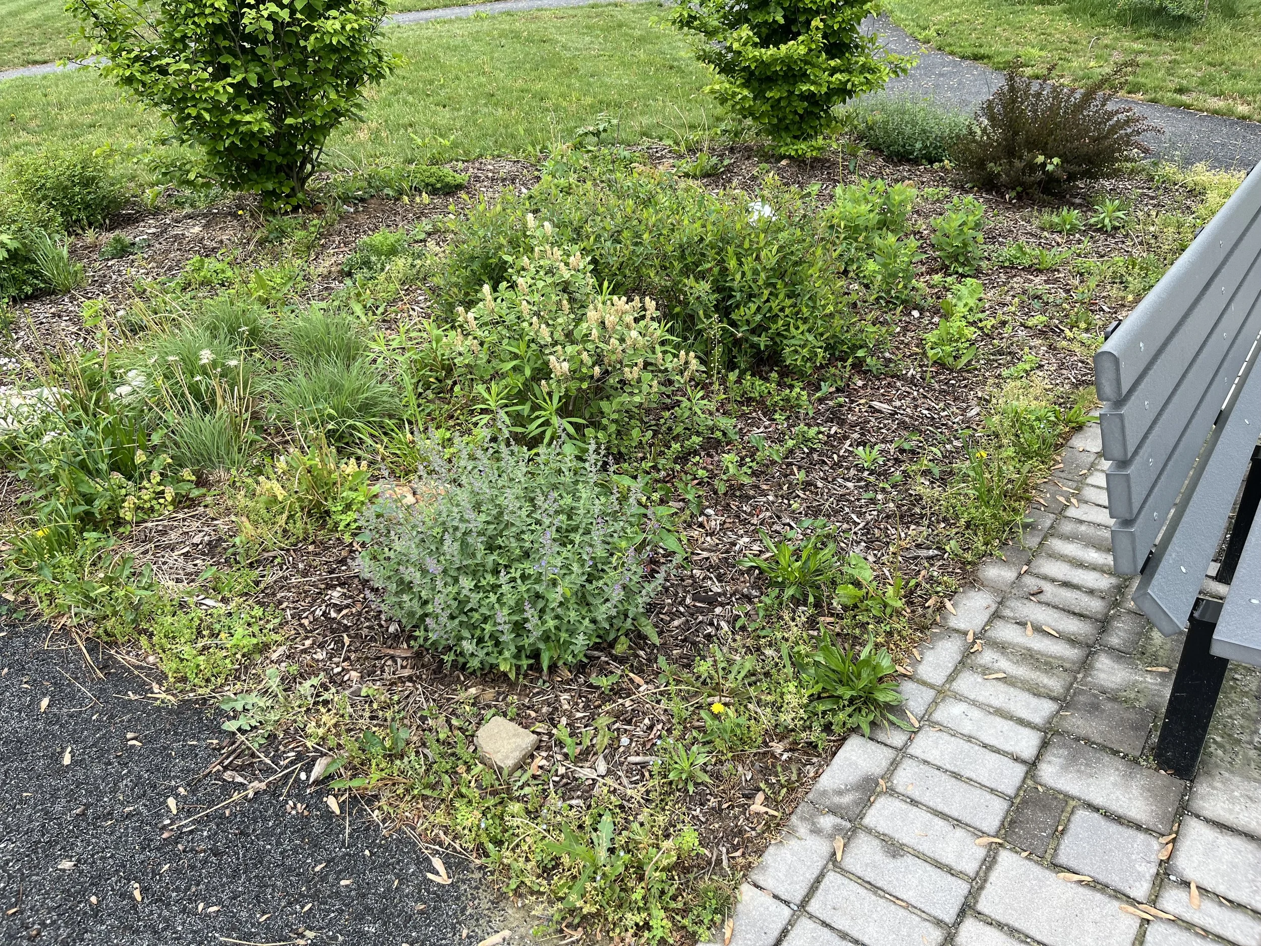 A small garden bed with various green plants and shrubs, bordered by a curved concrete walkway and a gray bench on the right side.