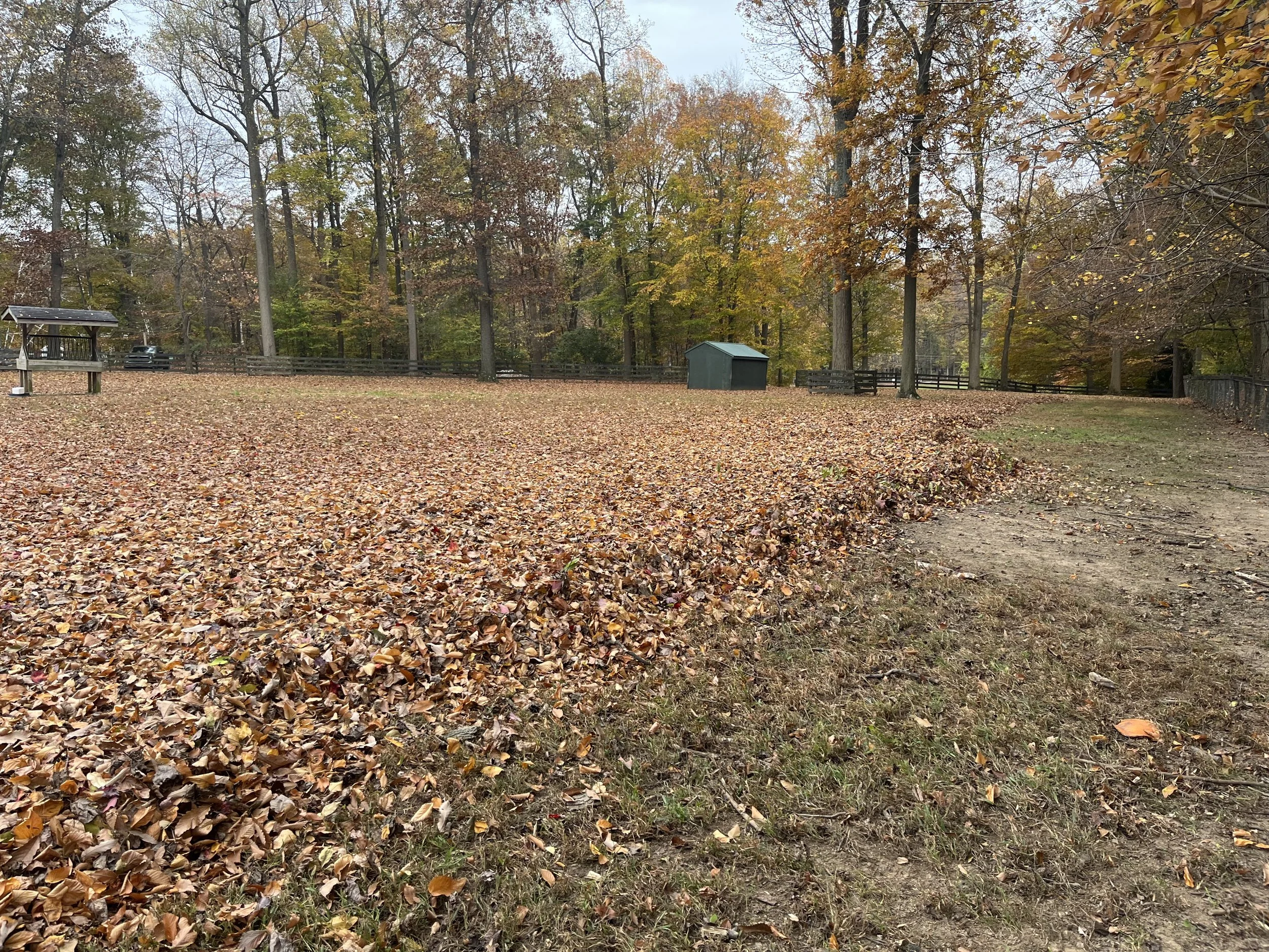 A park with trees shedding orange, yellow, and brown leaves. The ground is covered with fallen leaves, and a fenced area is visible with a small shelter or shed in the background.