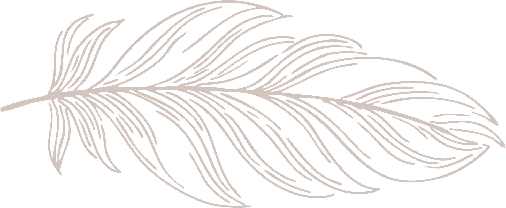 Illustration of a feather with intricate line details