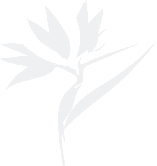 A stylized, minimalist white silhouette of a bird of paradise flower.