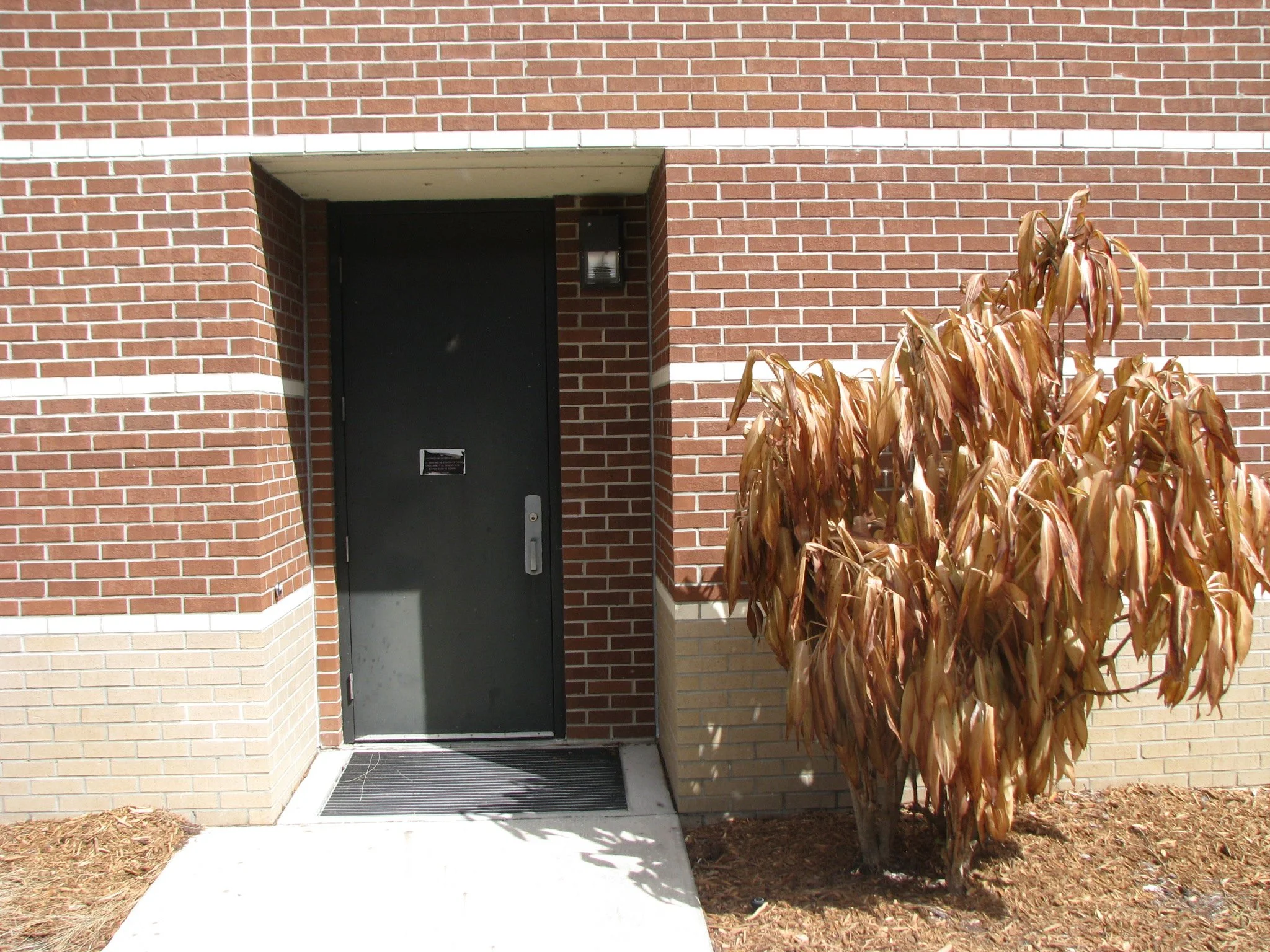 Dead Bush Nicholson Building.JPG