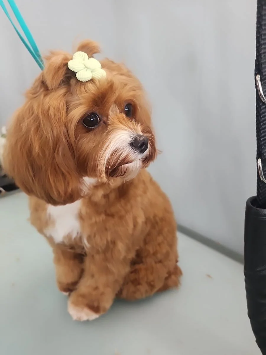 Some of our Friday faces. Pretty &amp; perfectly groomed but also relaxed &amp; with wagging tails as they enter our little space. Exactly as we like it #doggroomingnewtown #newtown #dogsofnewtown #sydneydoggroomer