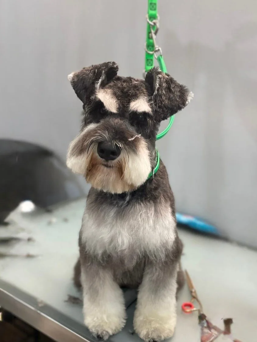 Our team are experienced with all coat types, style cuts and seasonal requirements. From all over scissoring for that fluffy, teddy look, to hand stripping our personality plus terriers and Schnauzer cuts on our distinguished schnauzers - your dog an