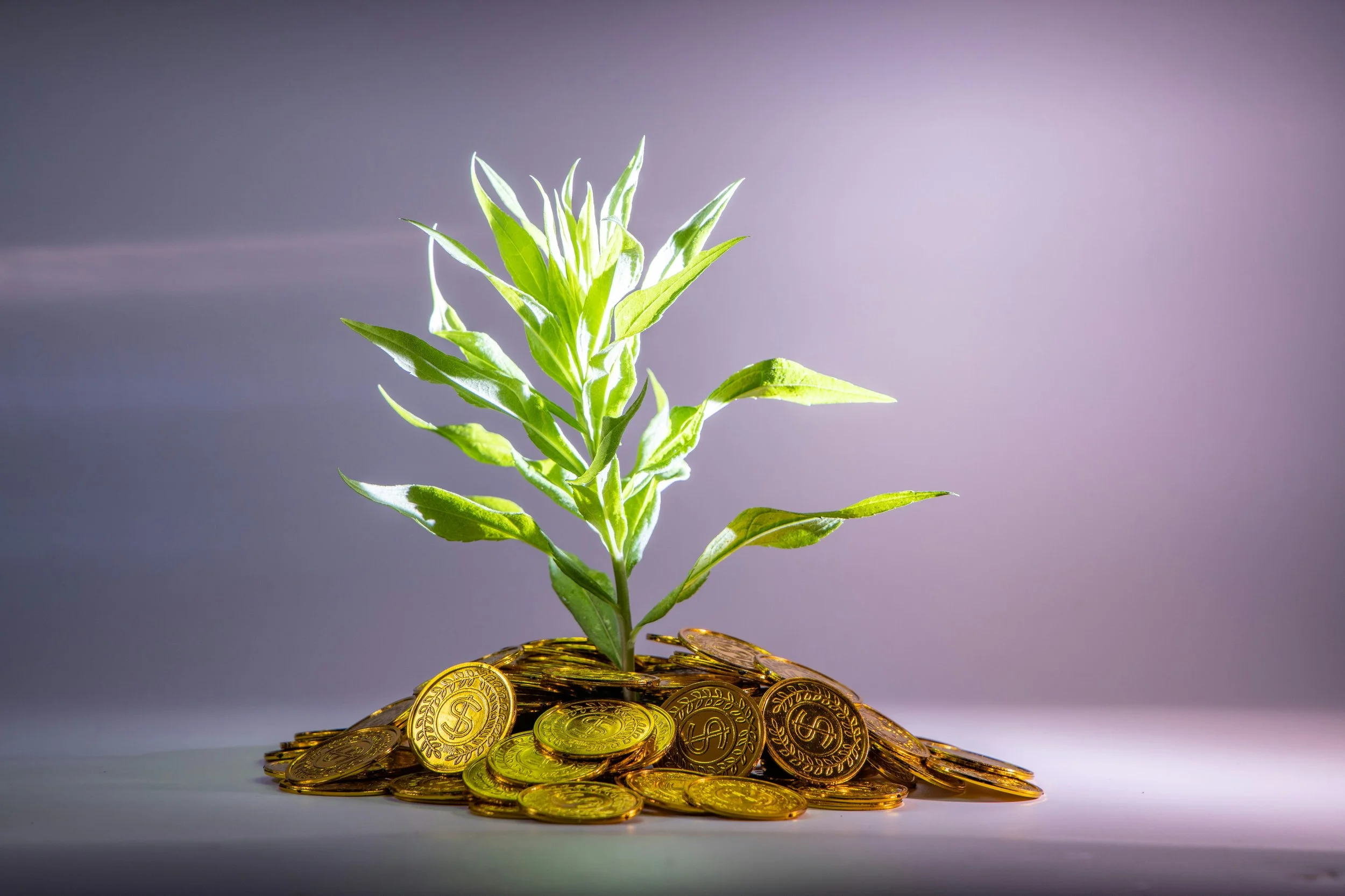 A green plant growing out of a pile of shiny gold coins on a white surface with a blurred purple background.