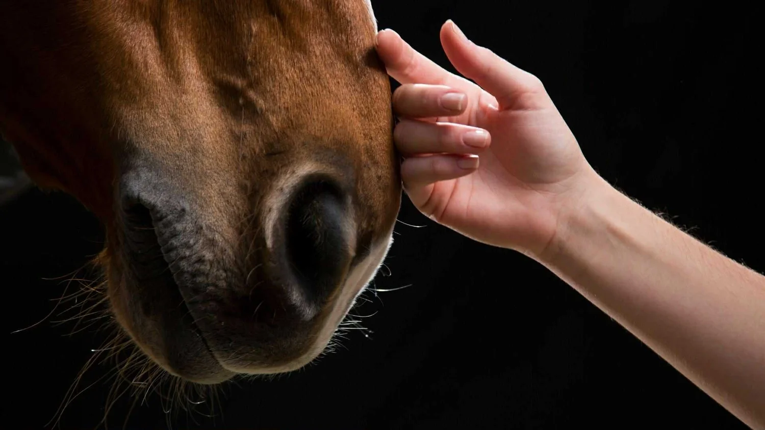 Equine Training Australia — Contact