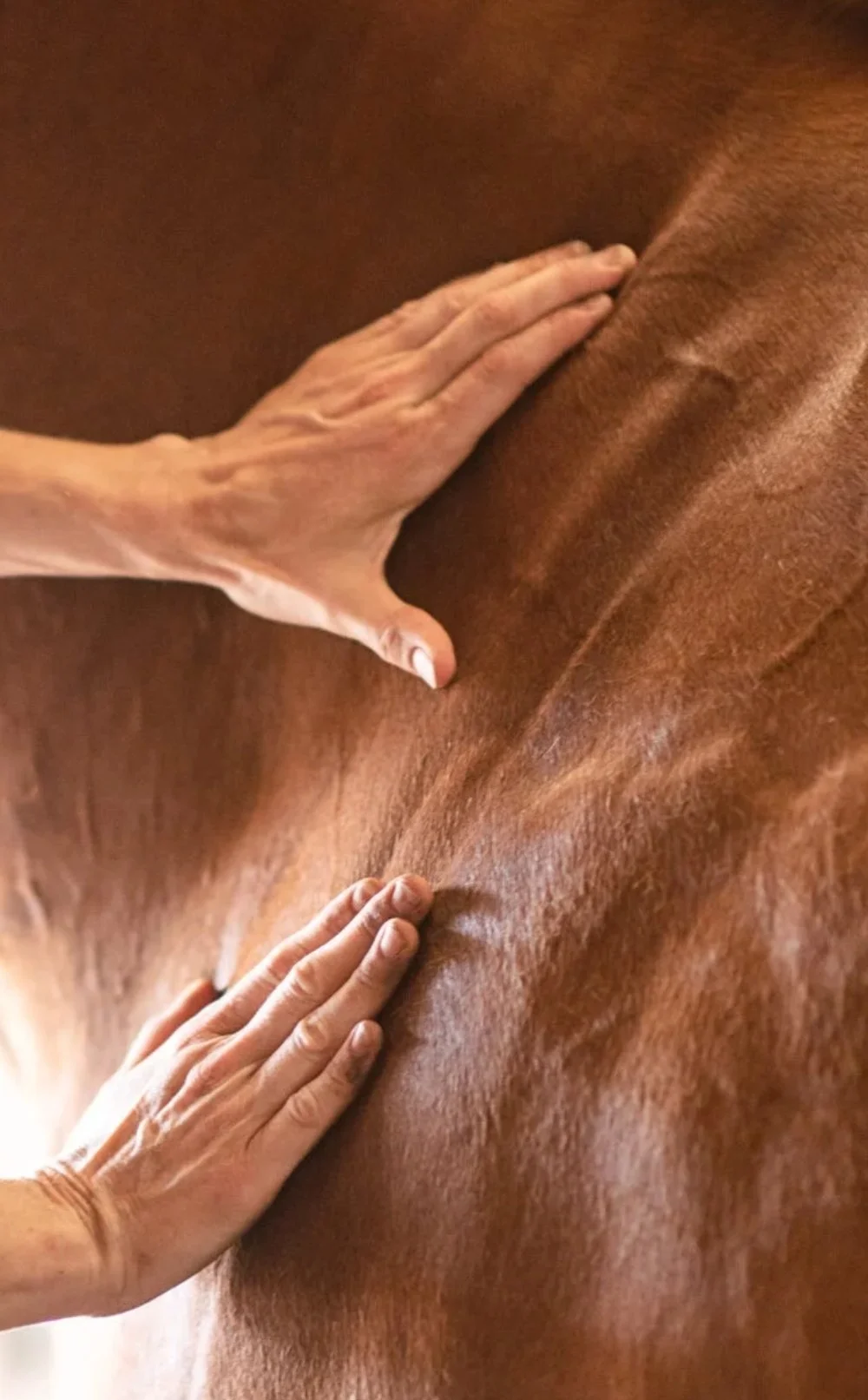 Equine massage therapy