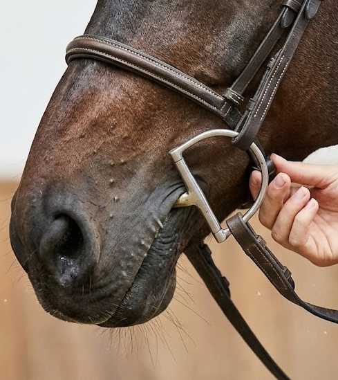 Horse equipment and gear