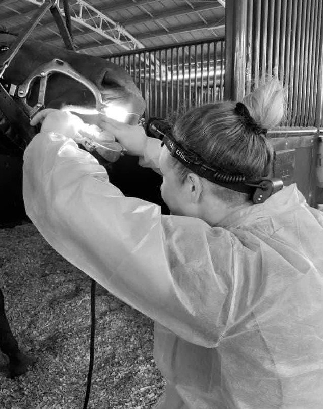 equine dentistry training bw