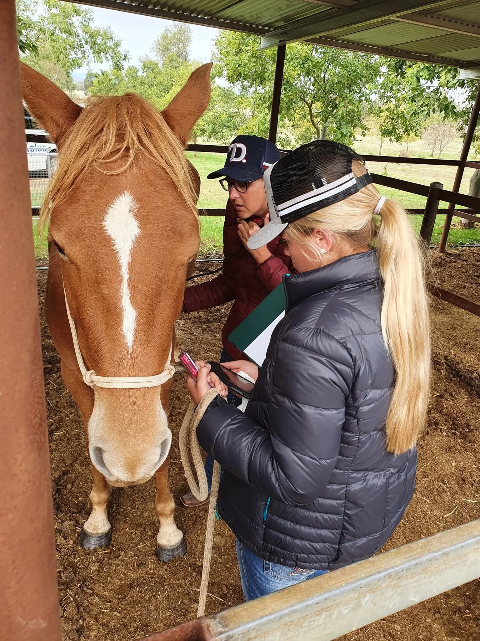 equine allied health