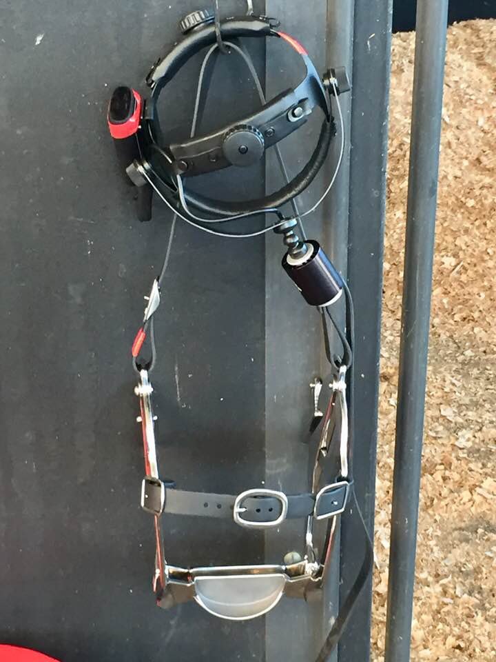 Equine dental instruments