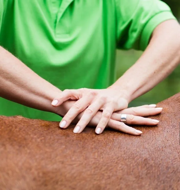 equine massage therapy eta australia