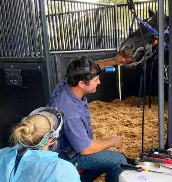 equine dental training australia