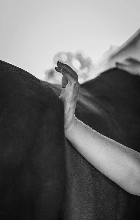 equine massage therapy eta