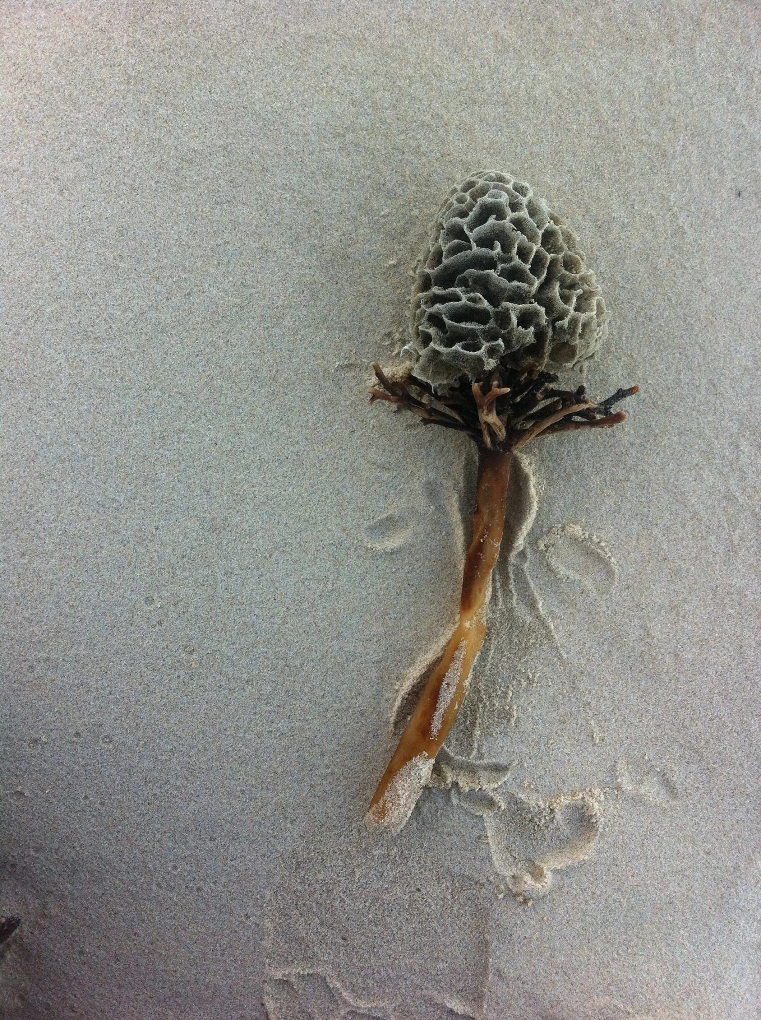 Flower found floatesem .jpg
