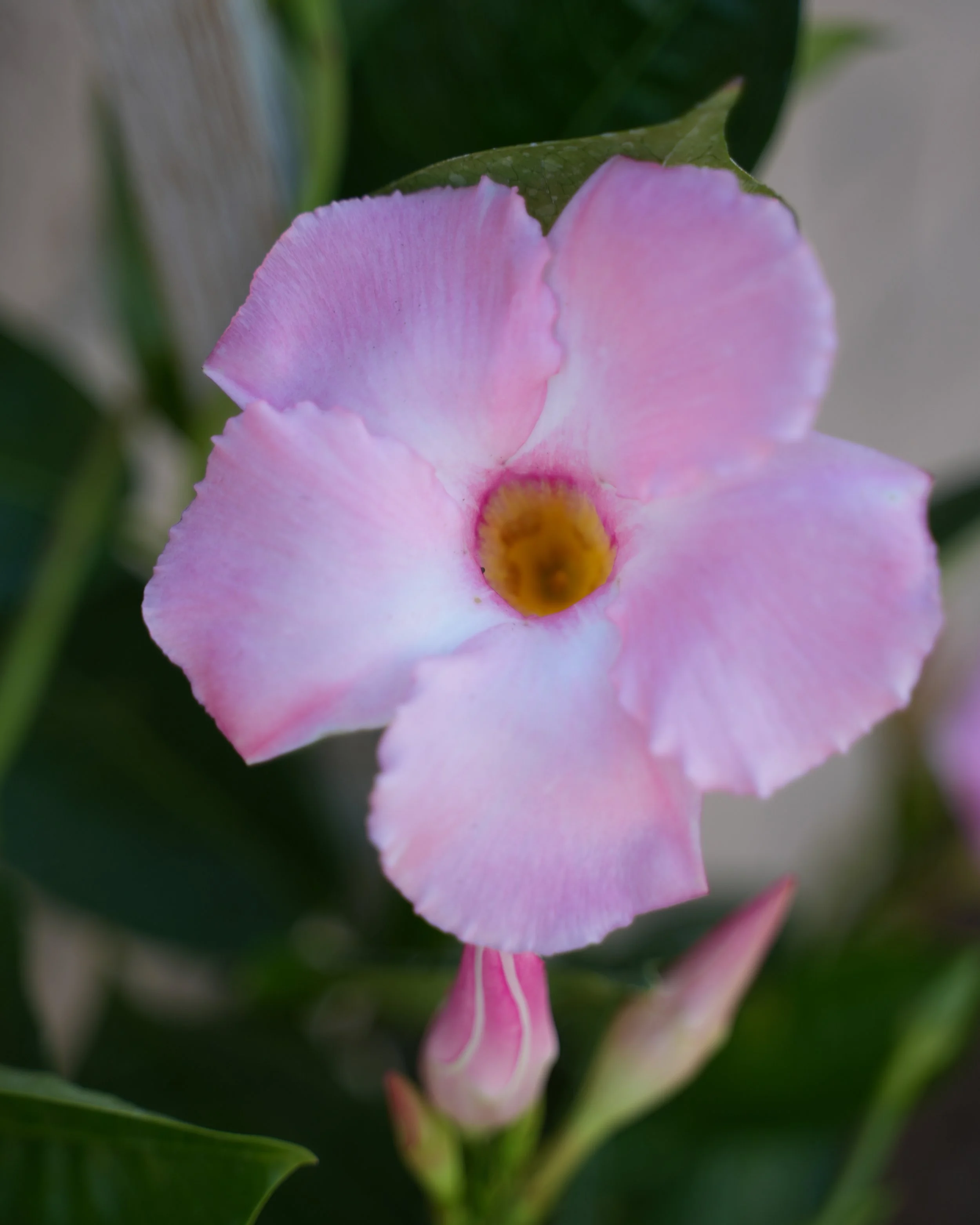 DSC03102.jpg