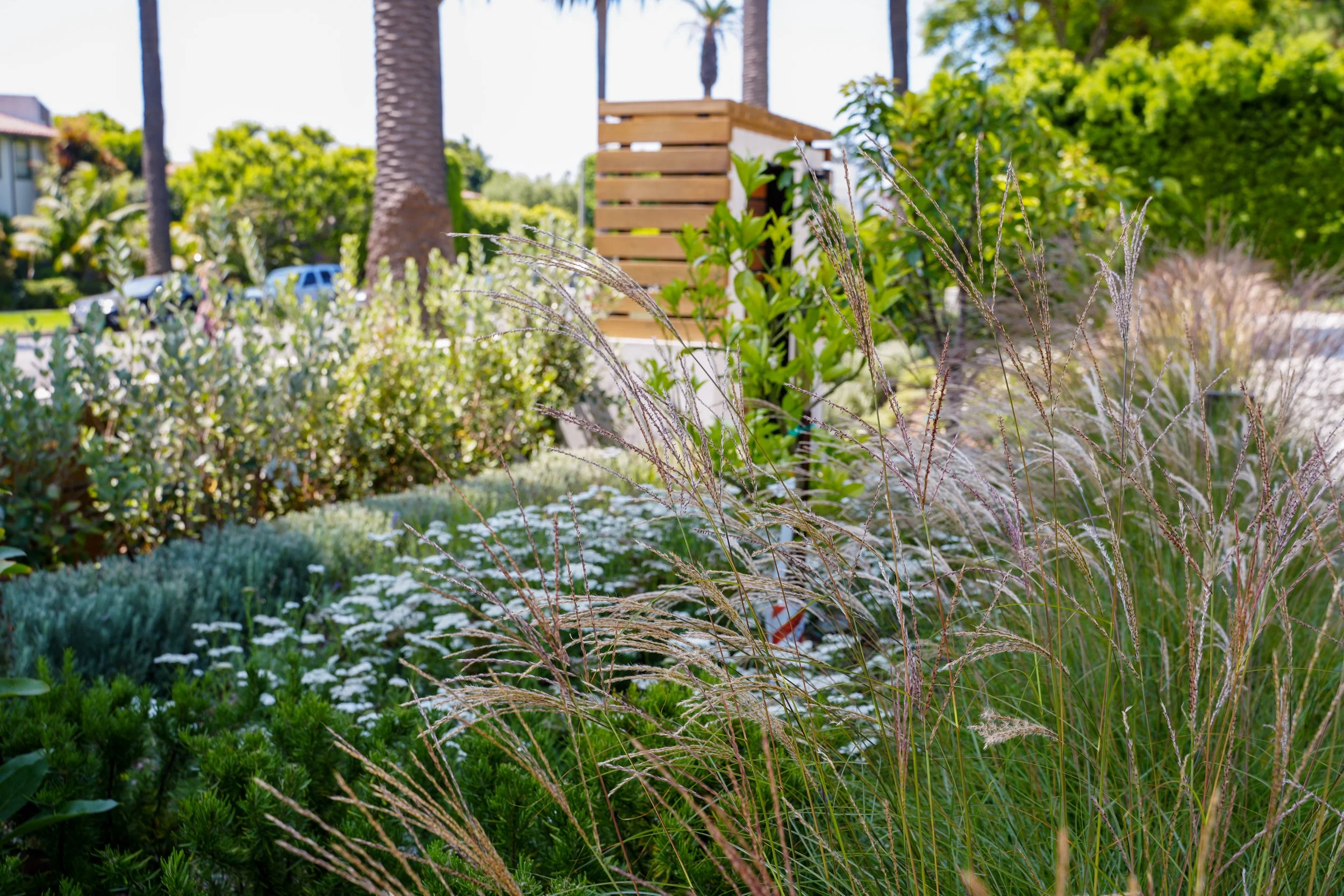 A lush garden with ornamental grasses, white daisies, and green shrubs, with palm trees and a residential street in the background.