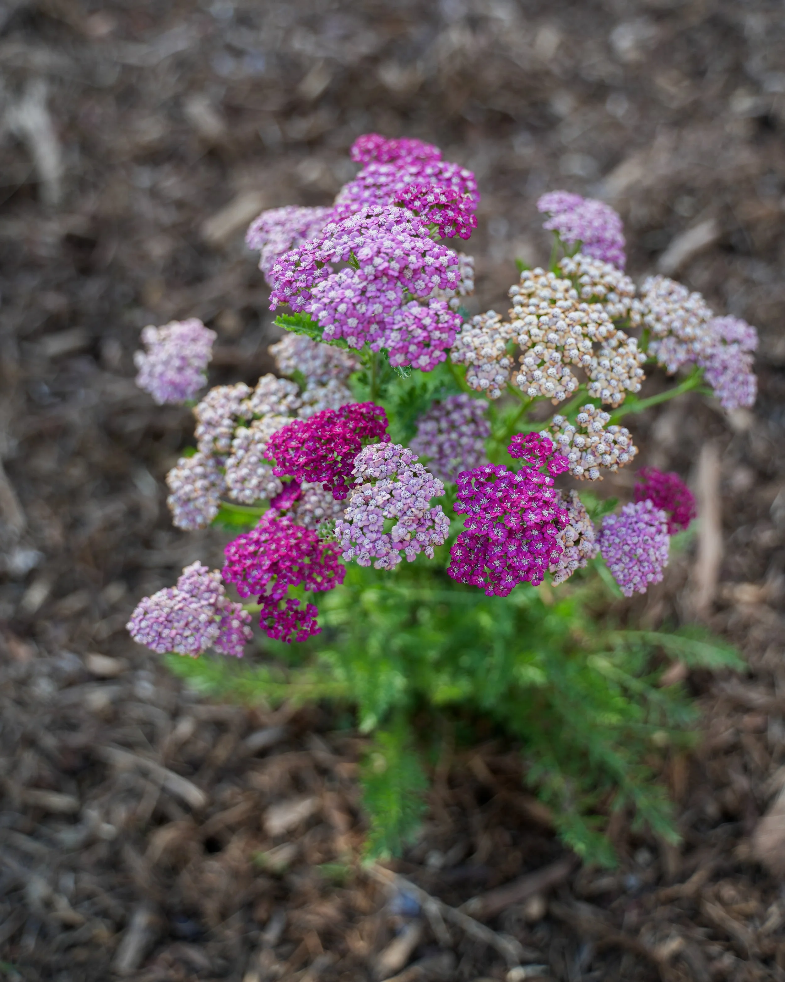 DSC03092.jpg