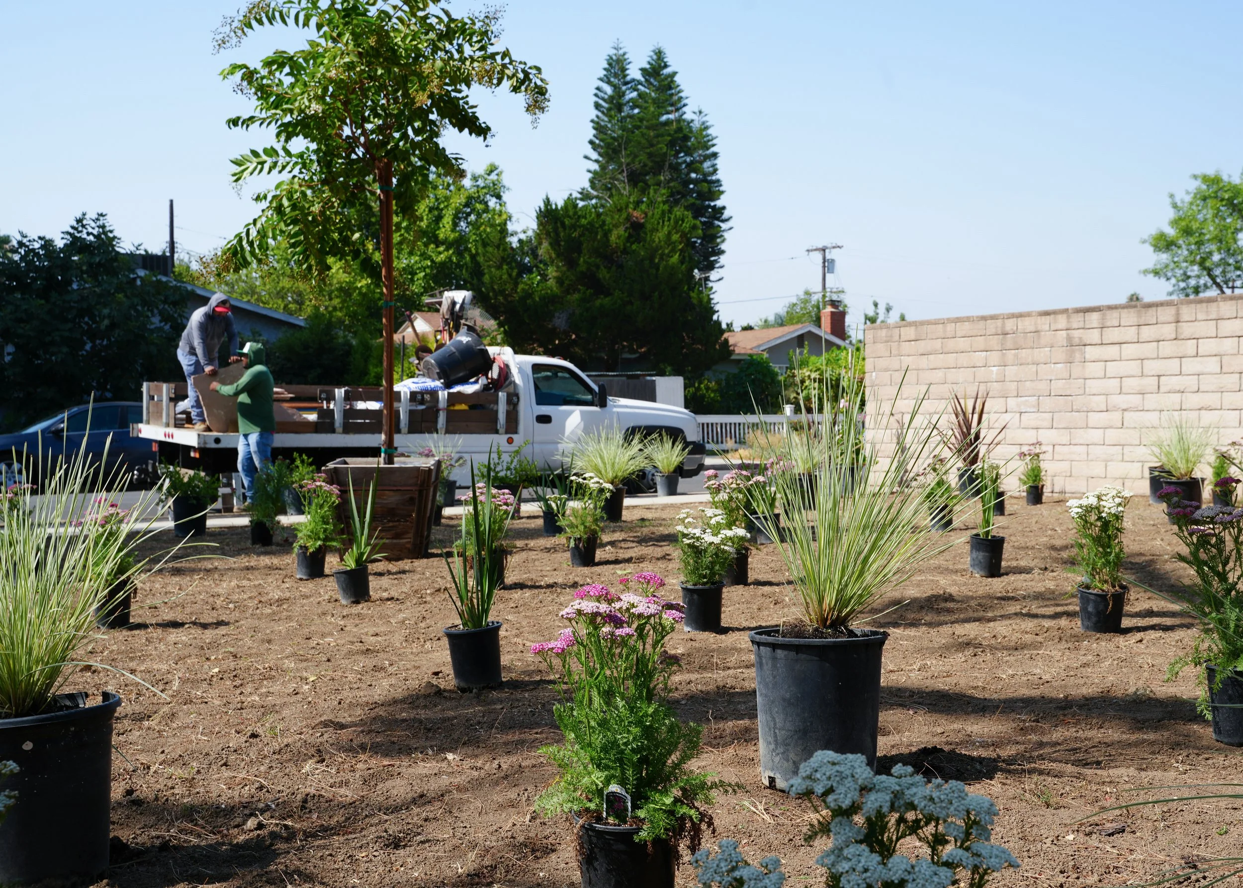 People planting flowers and plants in black pots in a garden or yard. There is a white truck in the background with individuals working on the bed of the truck. The garden is surrounded by trees and a brick wall, with clear sunny weather.
