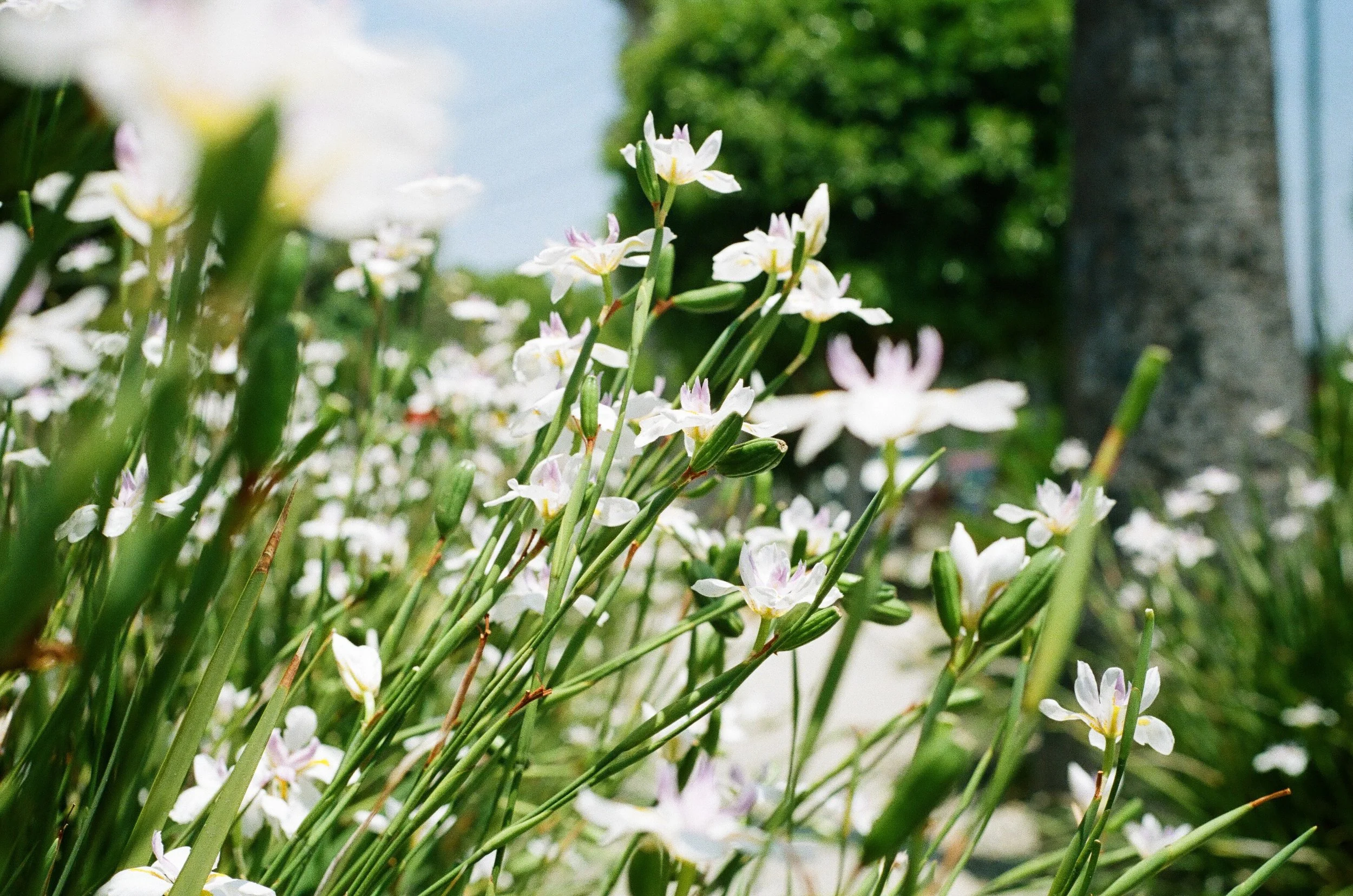 White flowers with pink centers growing in a garden with a blurred green tree and a tree trunk in the background.