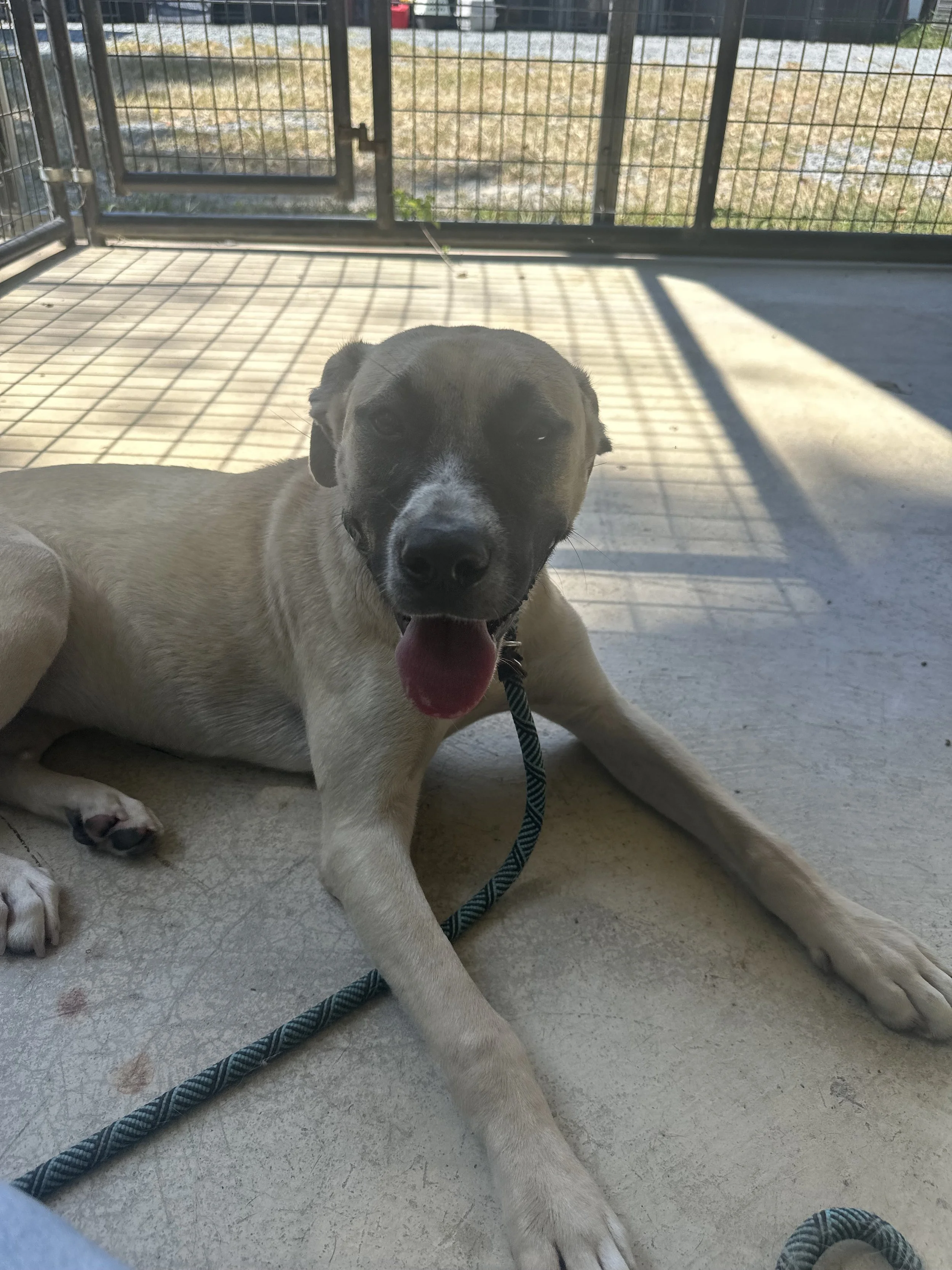 Everyday Obedience (≥6MO)