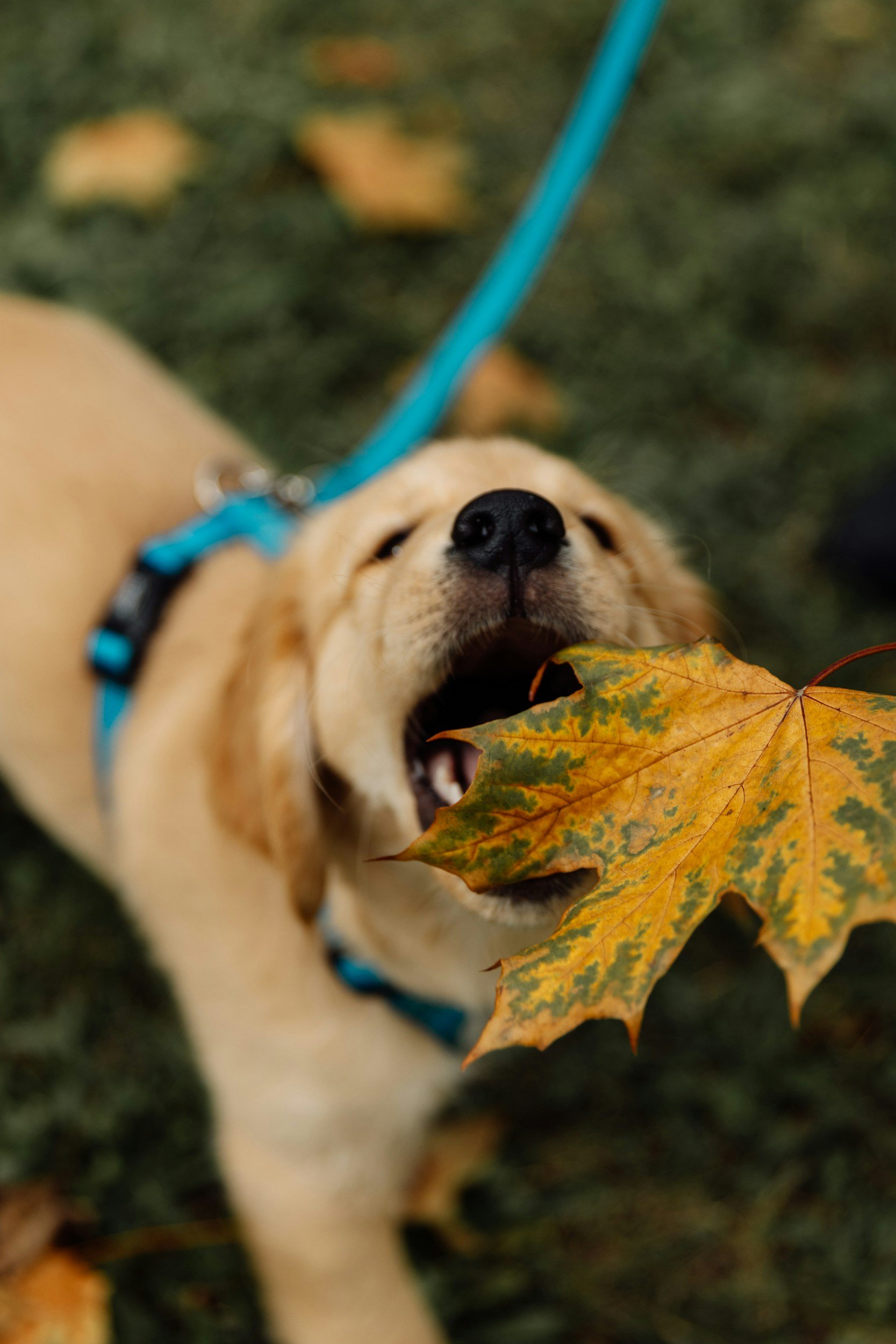 A playful yellow Labrador retriever with a blue harness biting a large colorful autumn leaf on the grass.
