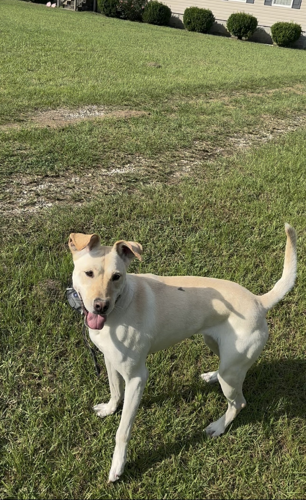A happy, cream-colored dog with floppy ears standing on a grassy lawn, with houses and bushes in the background.