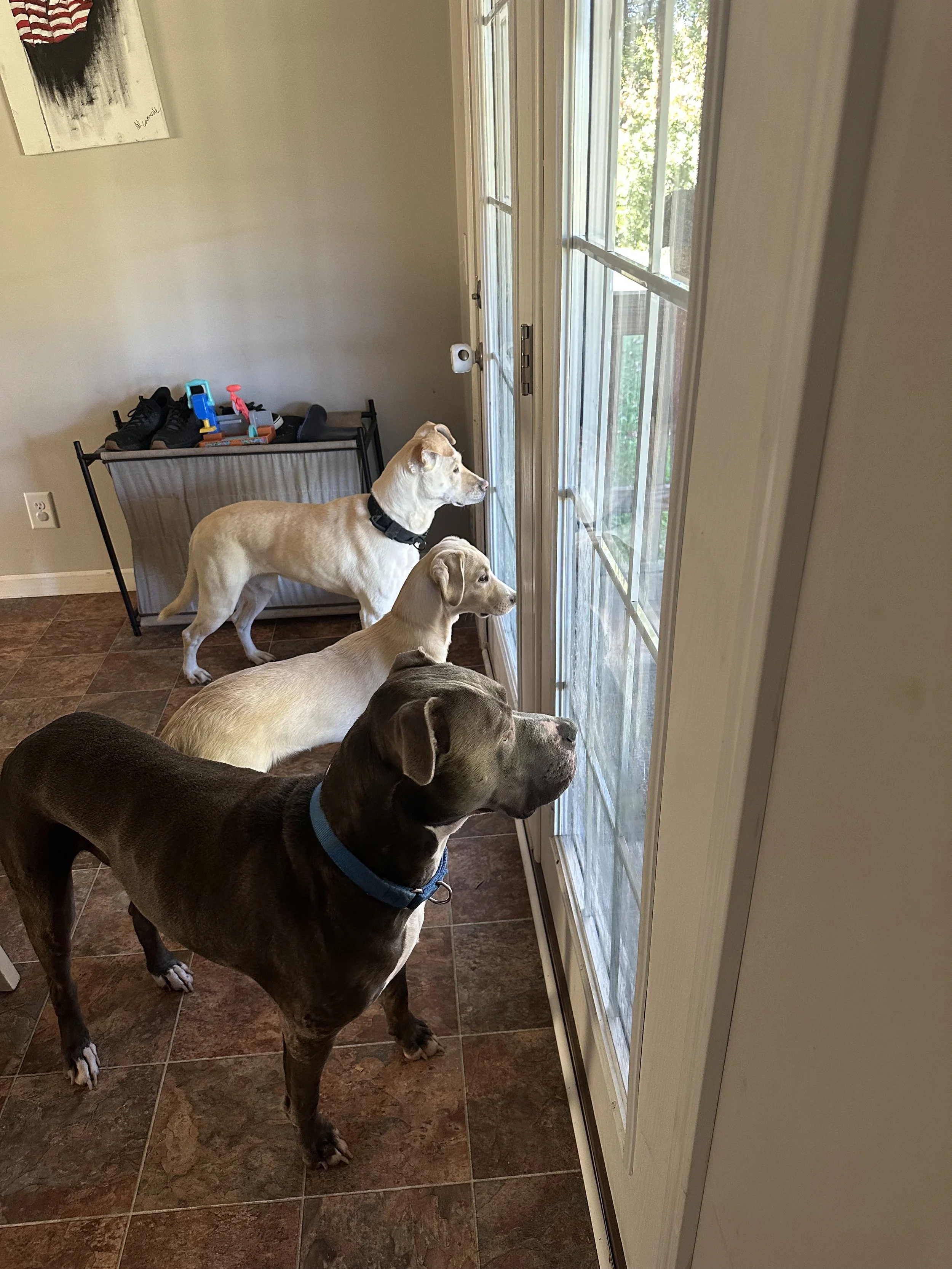 Four dogs looking out the door window, with a shoe rack and shoes nearby.