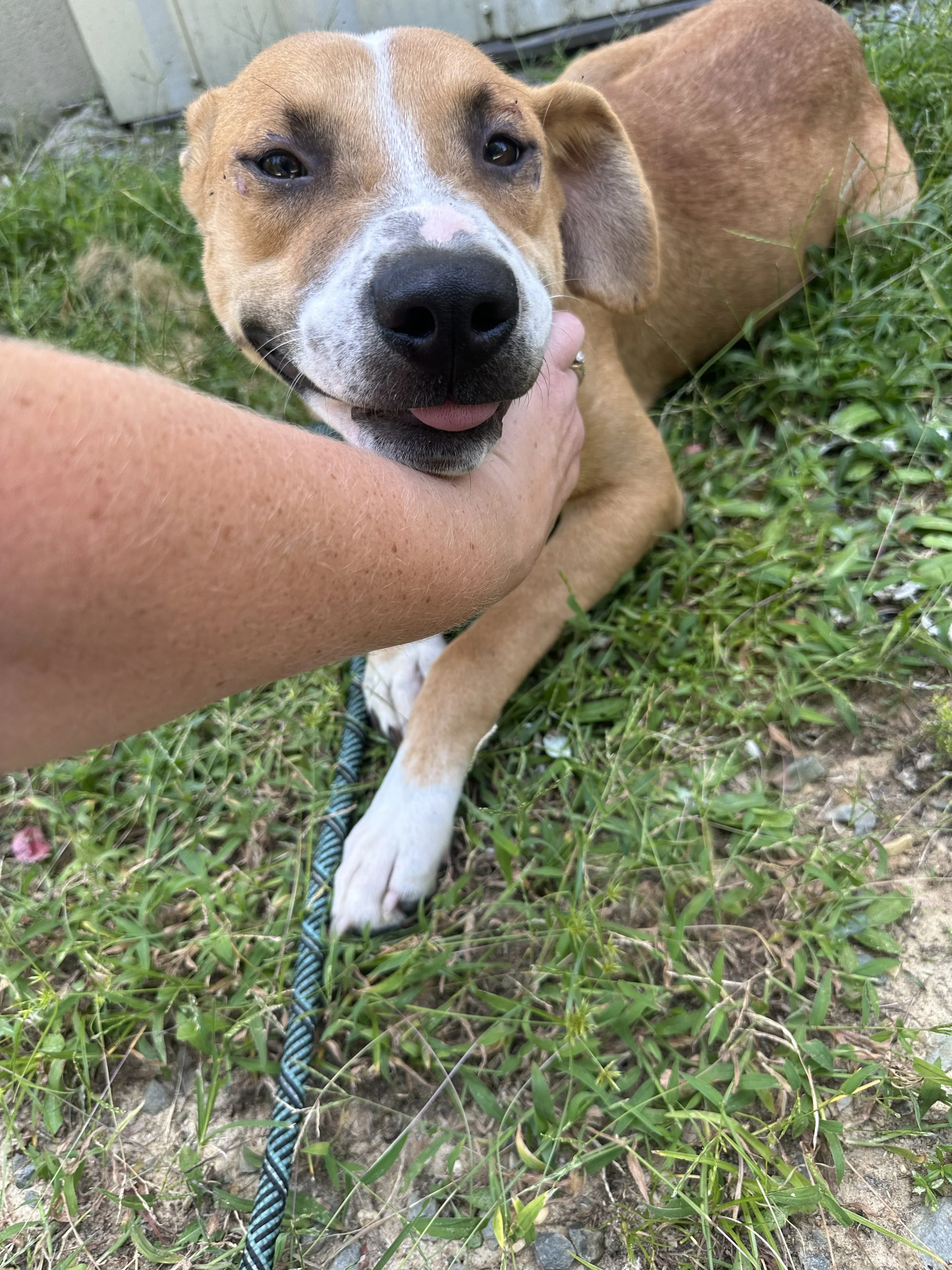 A tan and white dog lying on grass, being petted by a person with their hand on the dog's neck. The dog has a tongue slightly sticking out and looks happy.