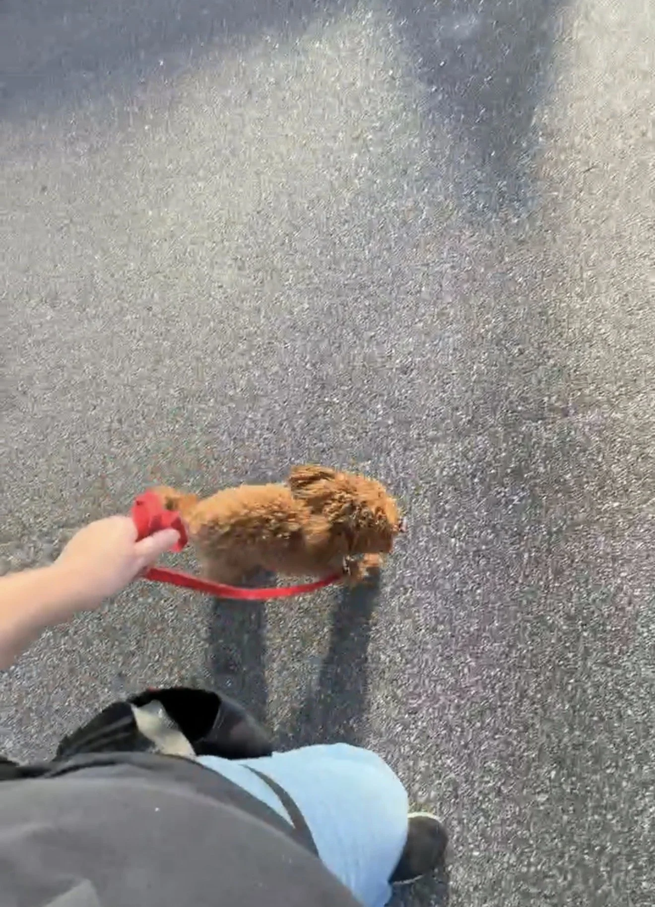 Enrichment & Walking Services