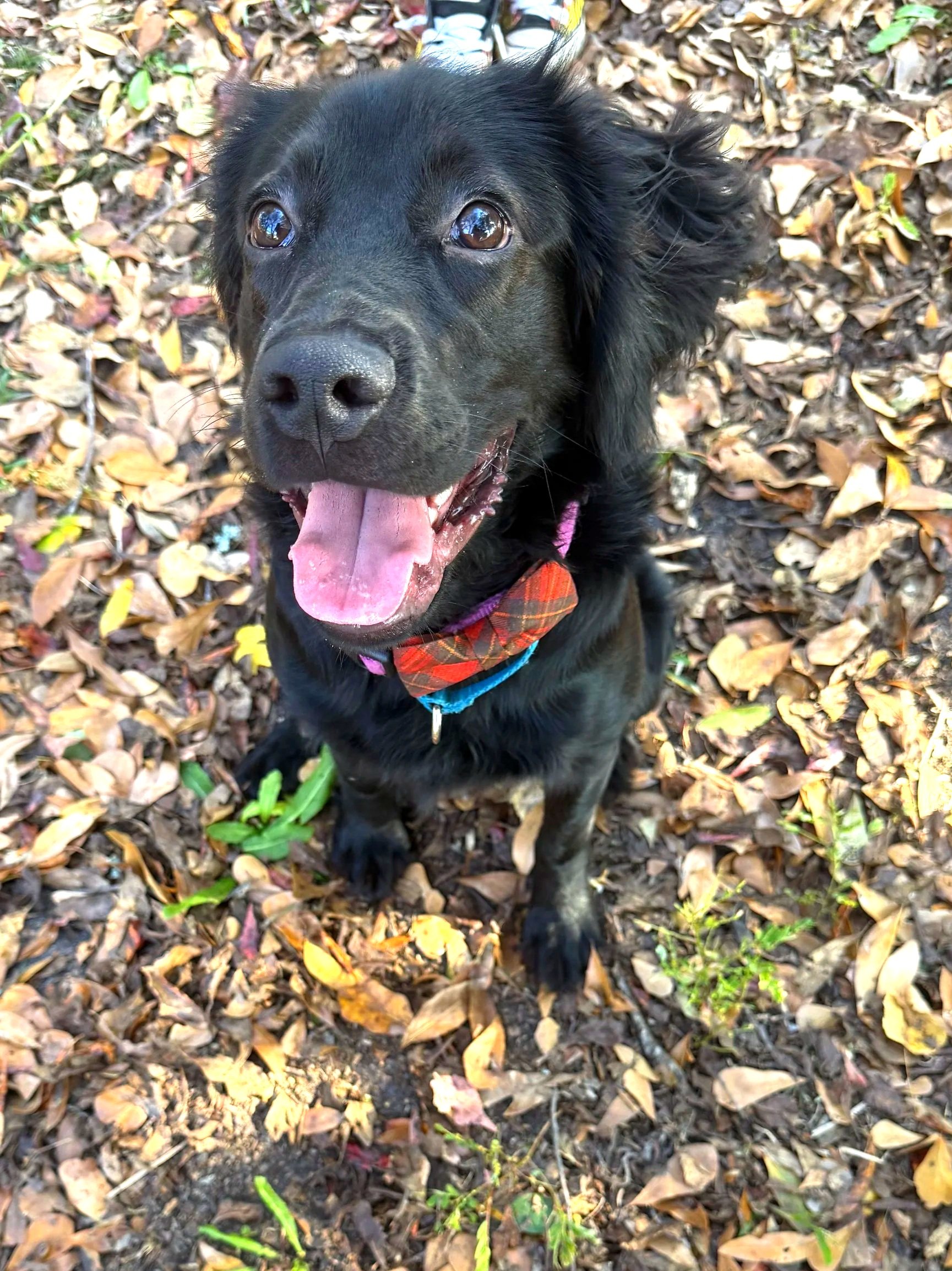 A black dog with floppy ears and a pink tongue sitting on a bed of fallen leaves, looking up with an open mouth.