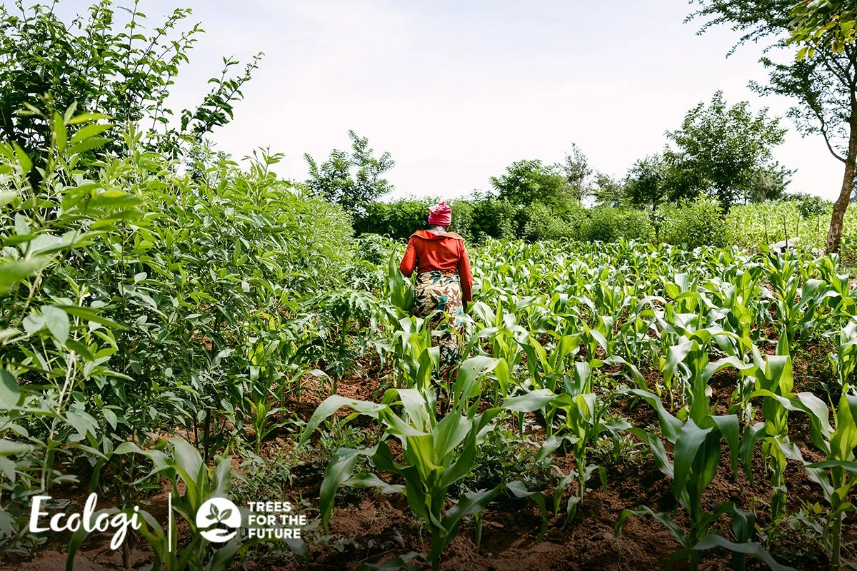 A person walking through a lush green farm with rows of corn and other crops, trees in the background, under a clear sky.