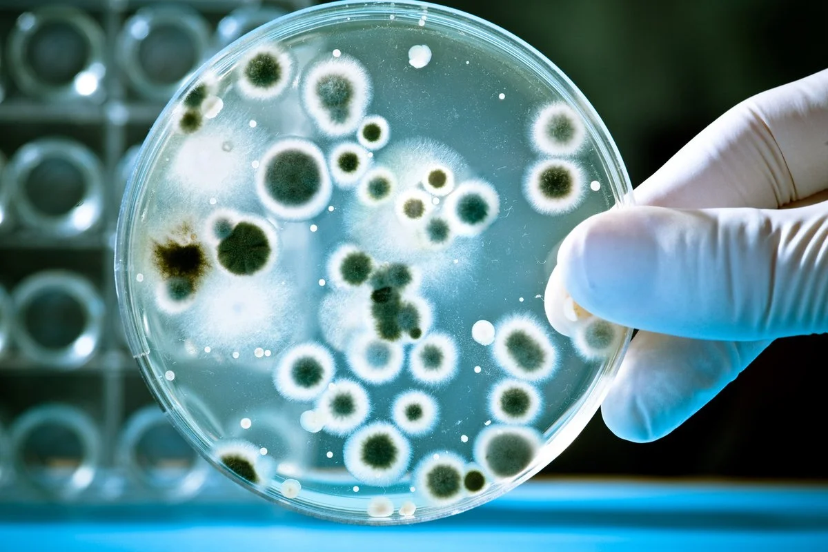 Close-up of a petri dish containing mold or bacterial cultures being held by a gloved hand in a laboratory setting.