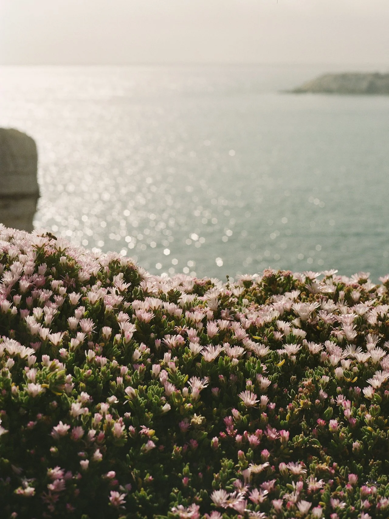 Pink flowers in the foreground with a sparkling body of water and an overcast sky in the background