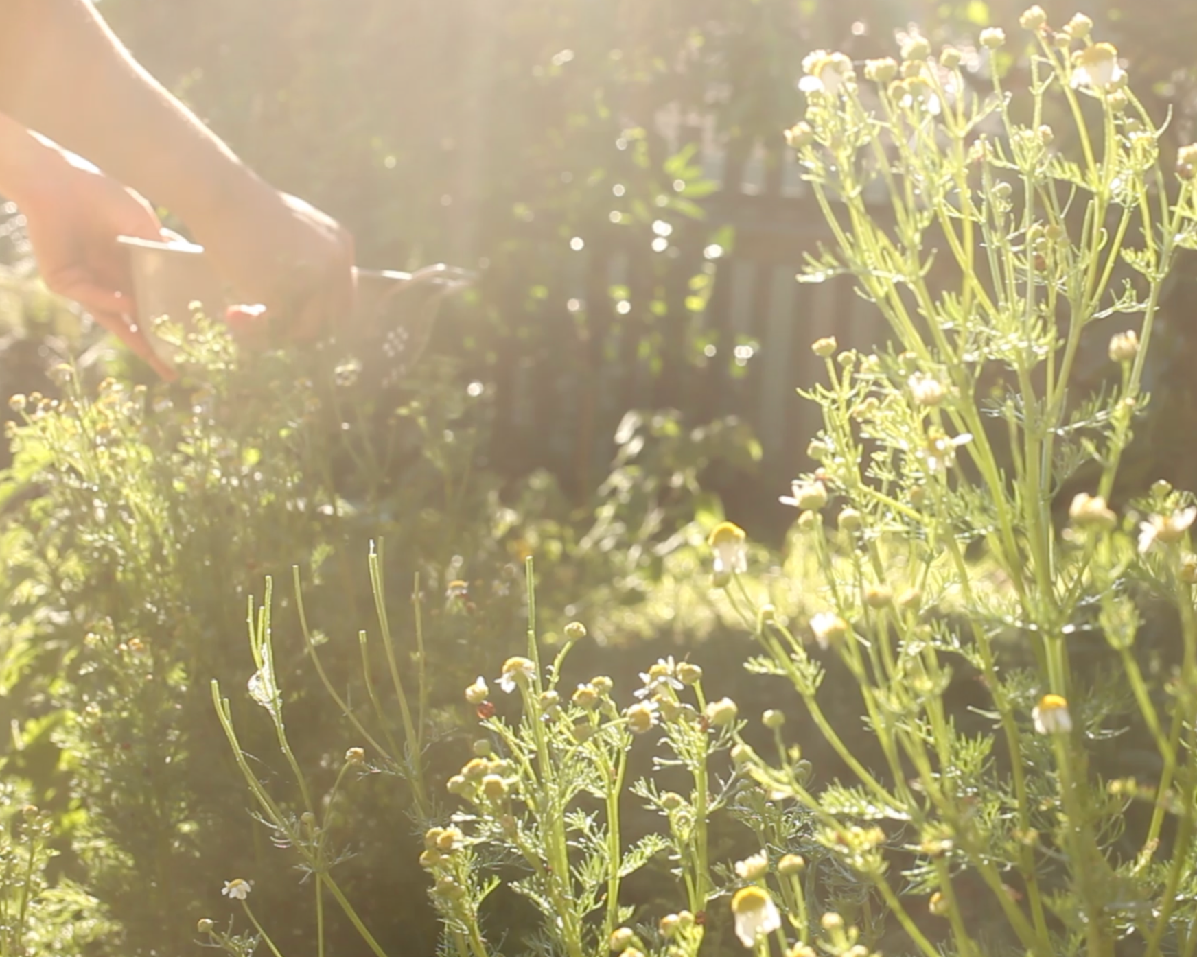 IN THE TEA GARDEN:  7 Herbs for nervous system support