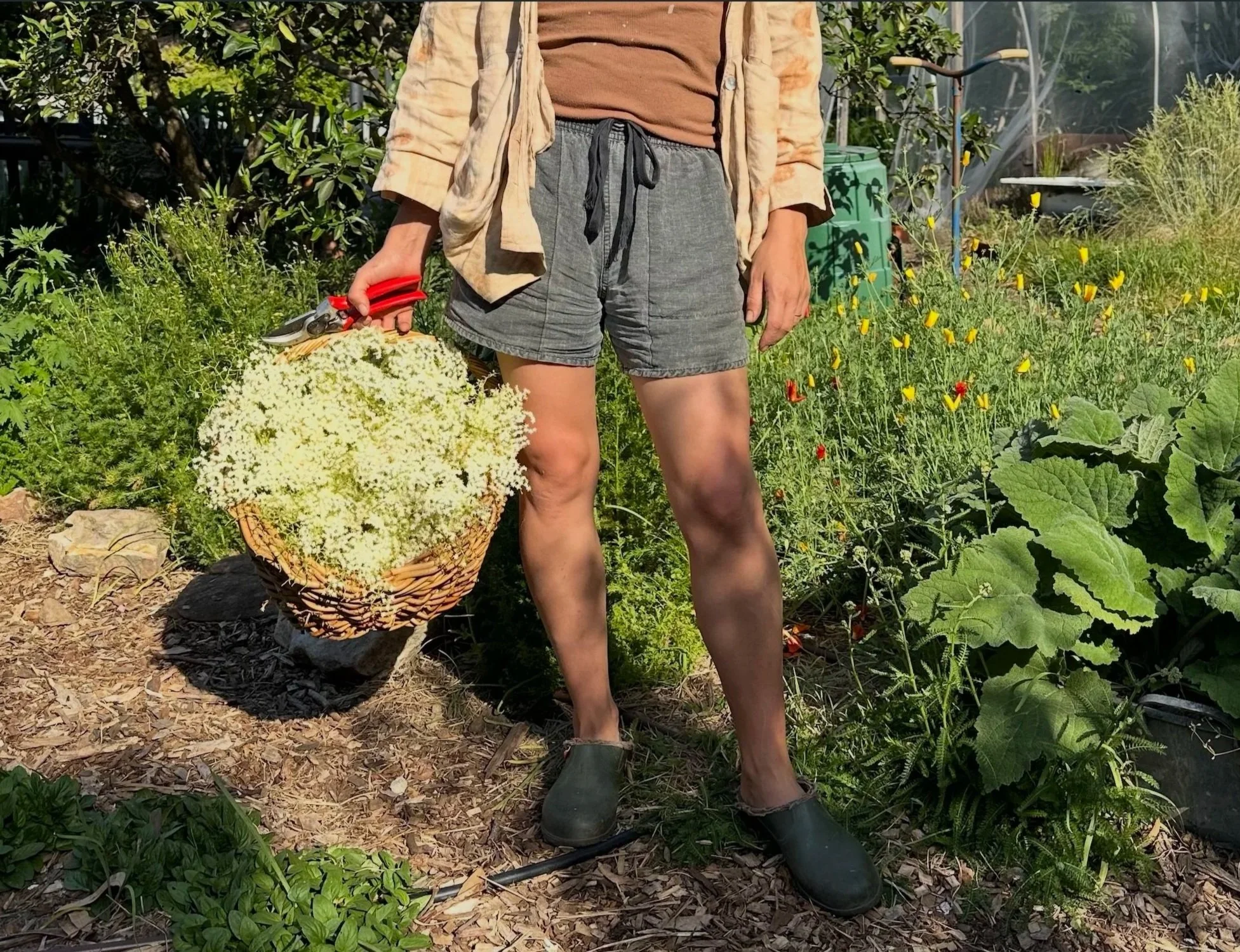Person standing in a garden holding a woven basket filled with white flowers, wearing shorts, a brown shirt, and a beige jacket, with gardening tools in hand.