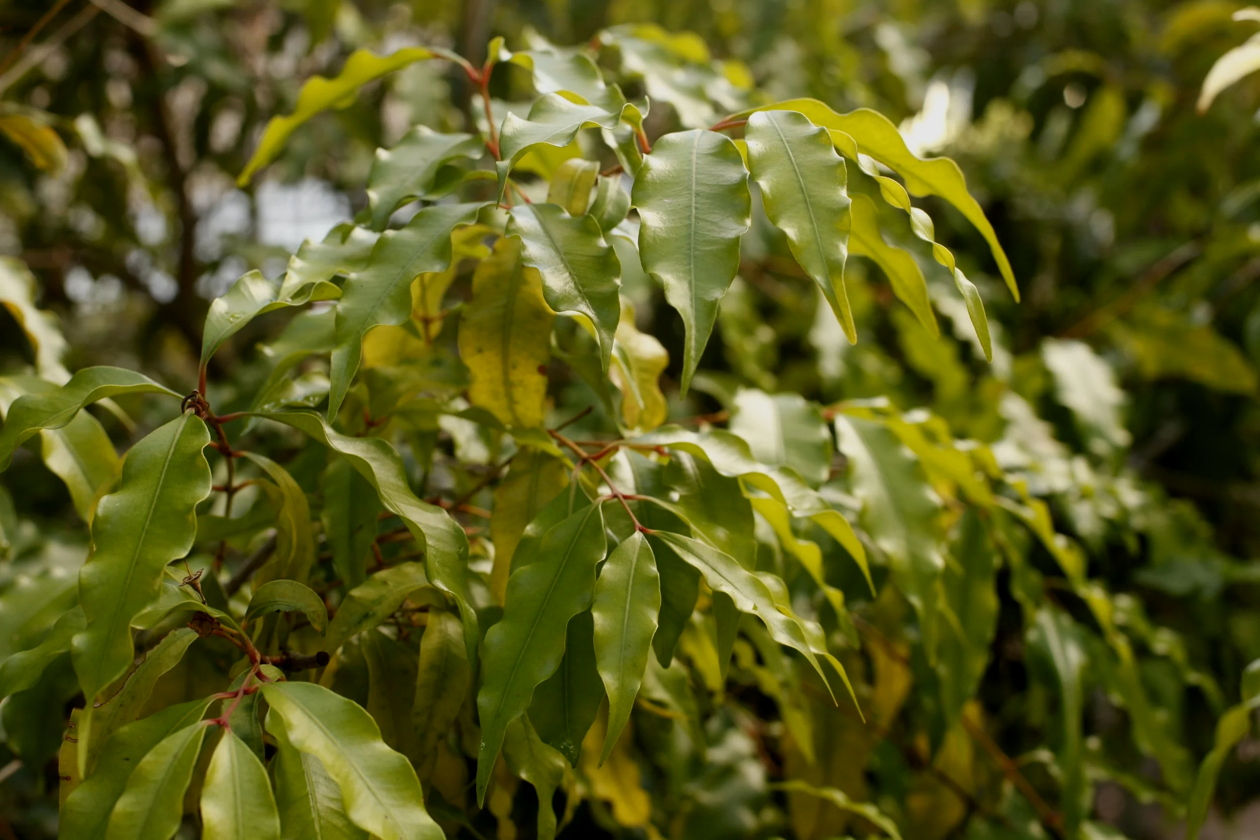 ANISEED MYRTLE: Sweet-leaf tonic 